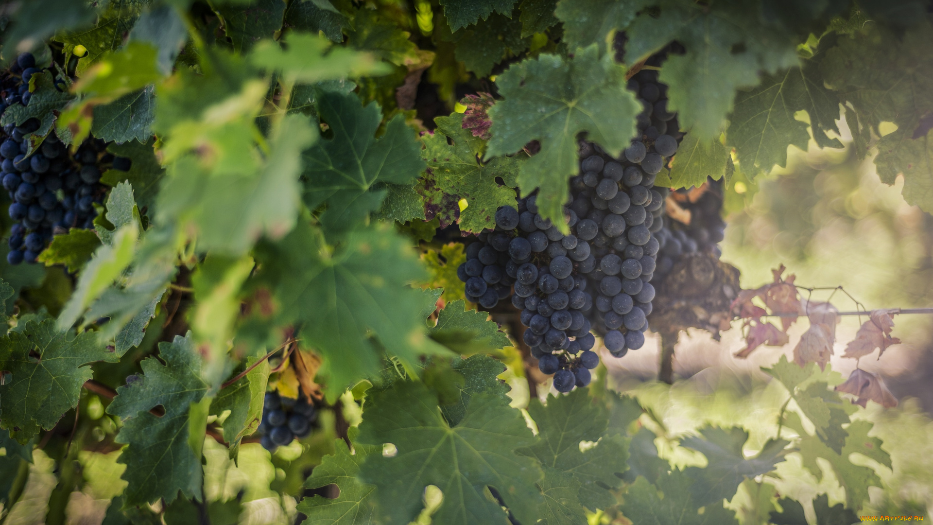природа, Ягоды, , виноград, блики, свет, солнце, листва, плоды, виноградник, гроздья