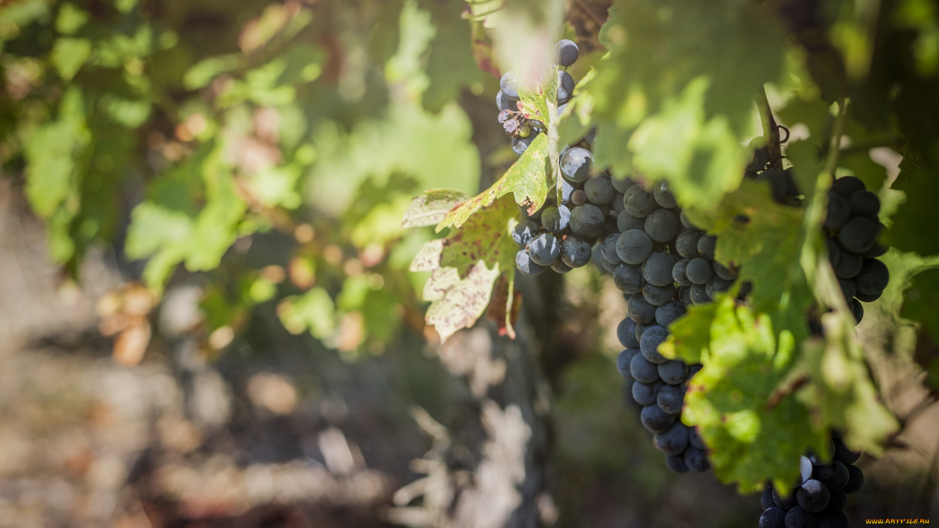 природа, Ягоды, , виноград, виноградник, свет, листва, плоды, гроздь