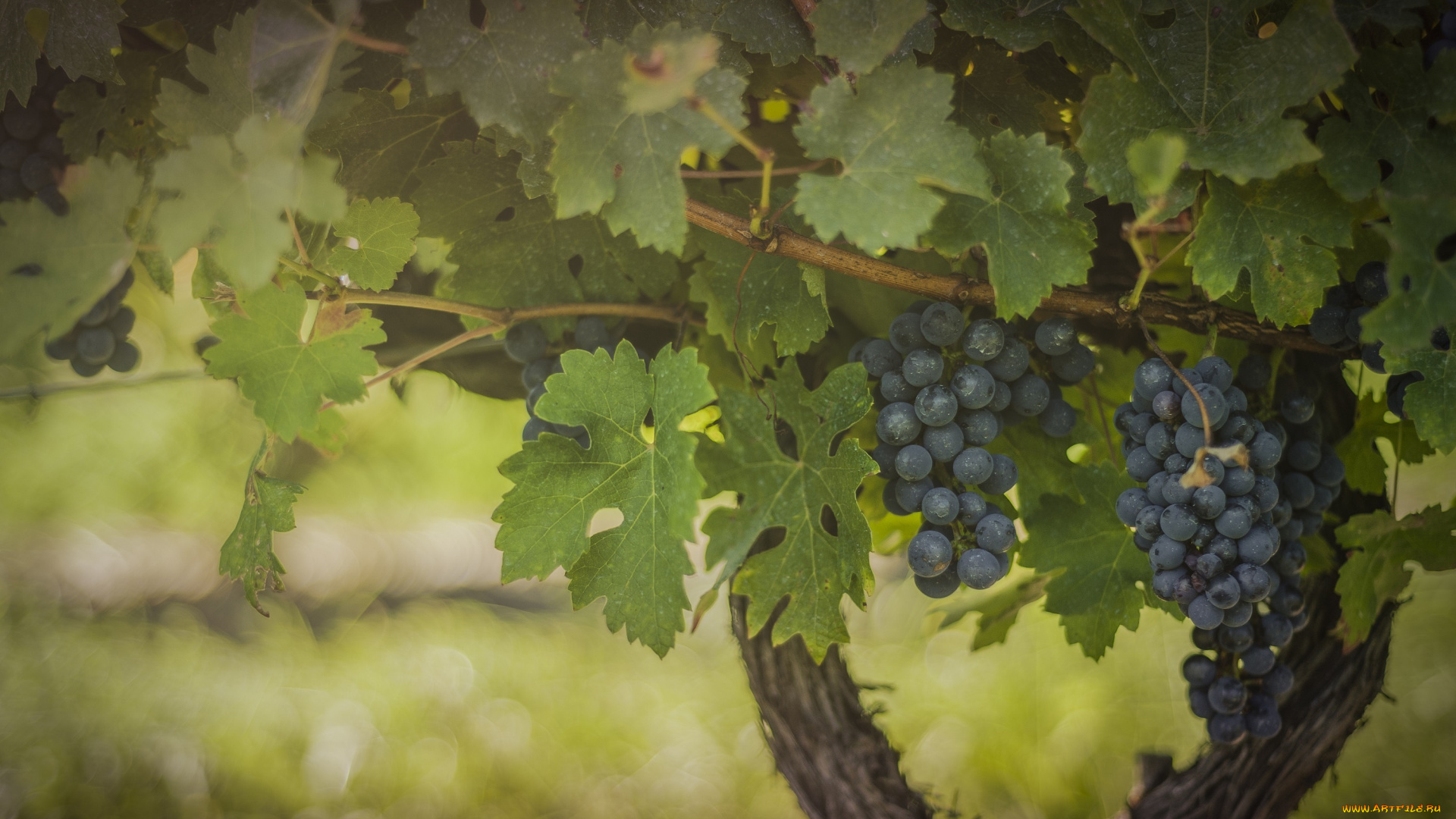 природа, Ягоды, , виноград, зелёный, виноградник, листва, плоды, гроздь, синий