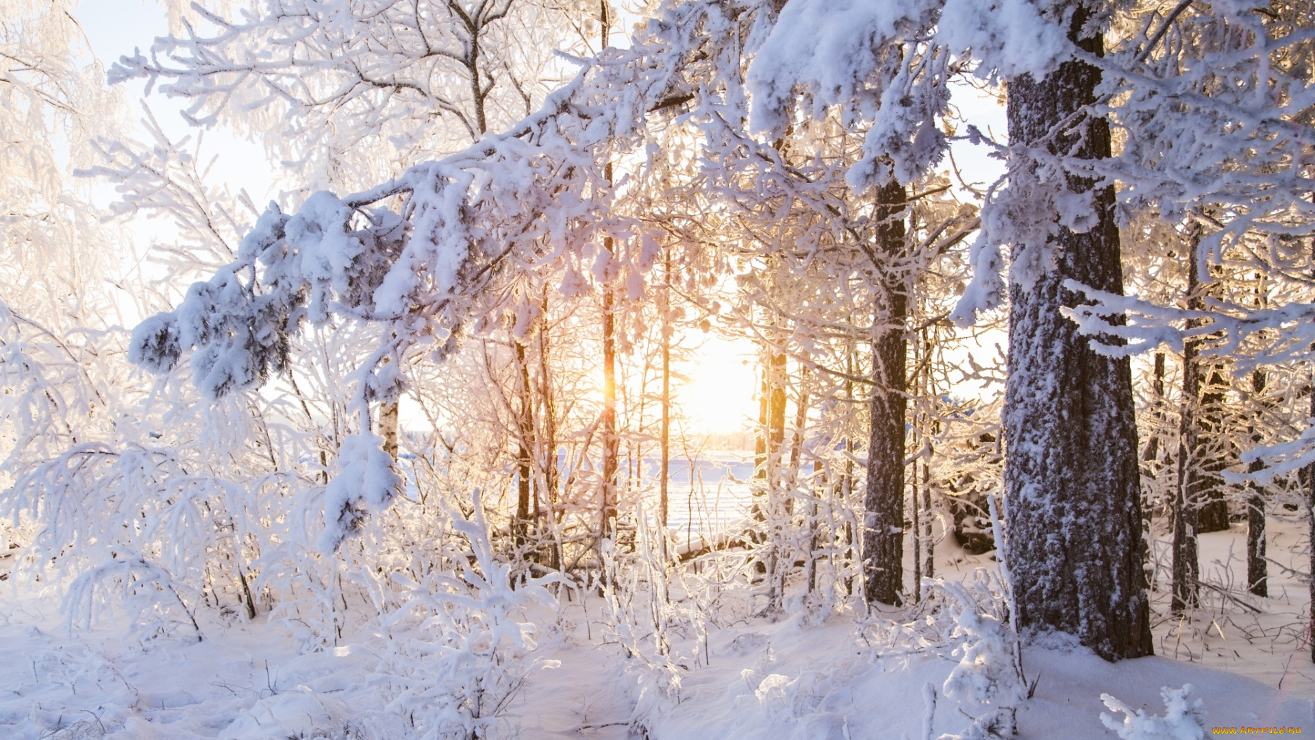 природа, зима, деревья, снег