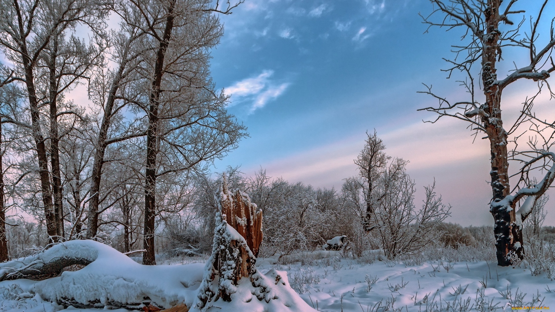 природа, зима, лес, снег