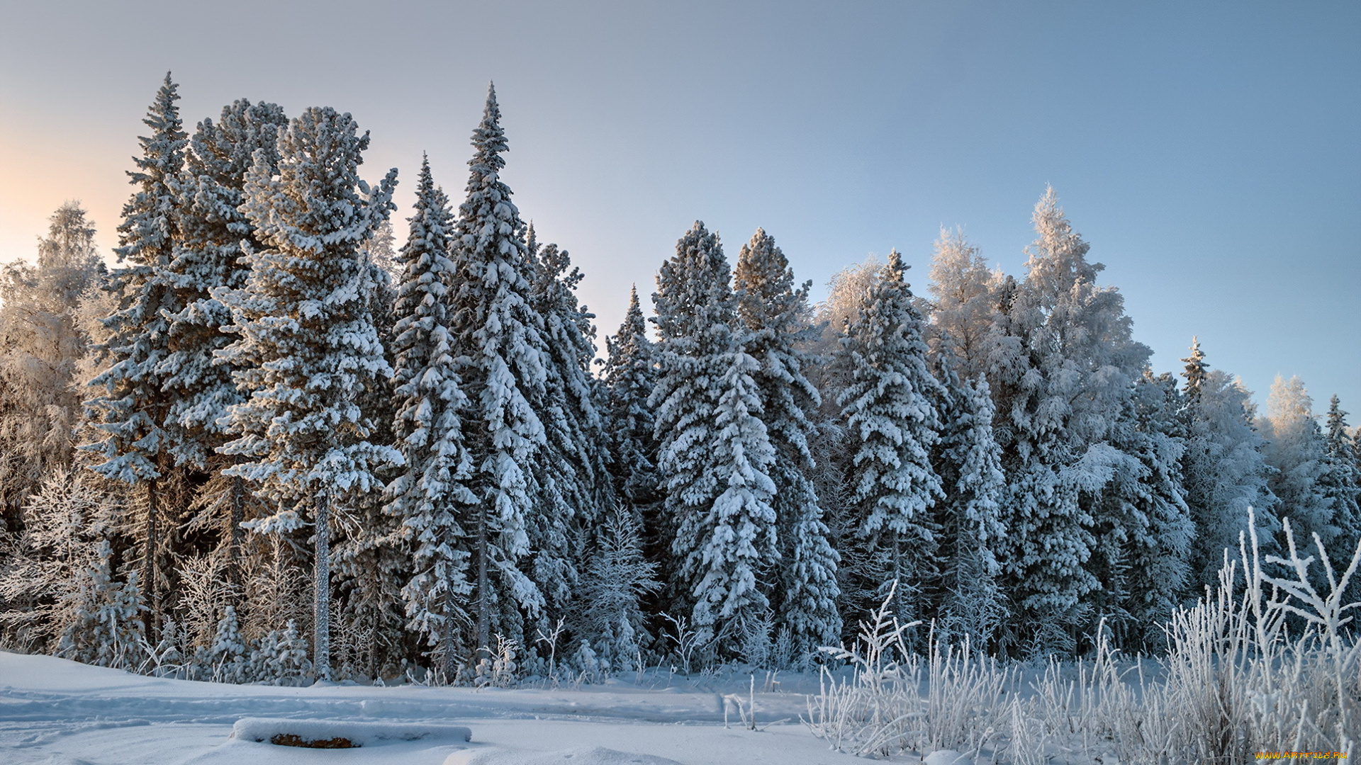 природа, зима, лес, снег