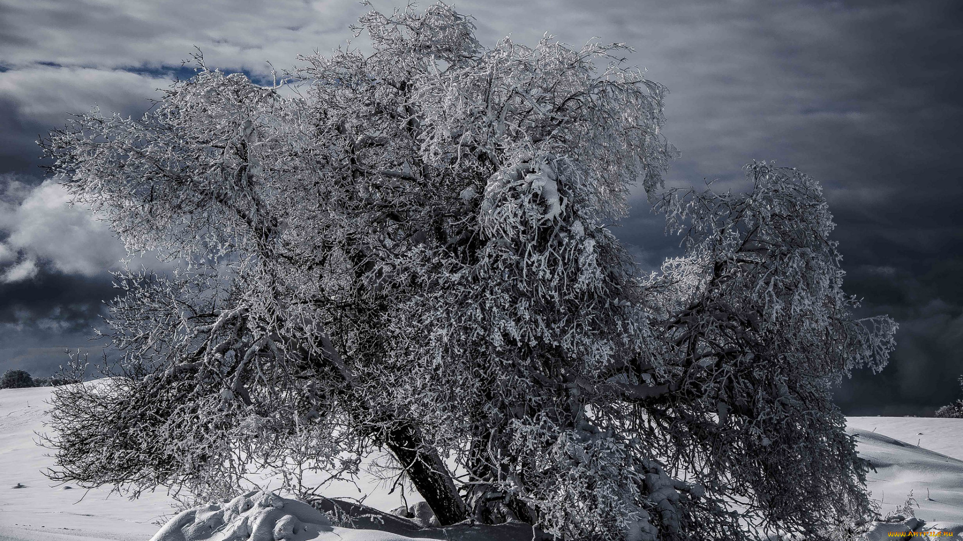 природа, зима, снег, дерево