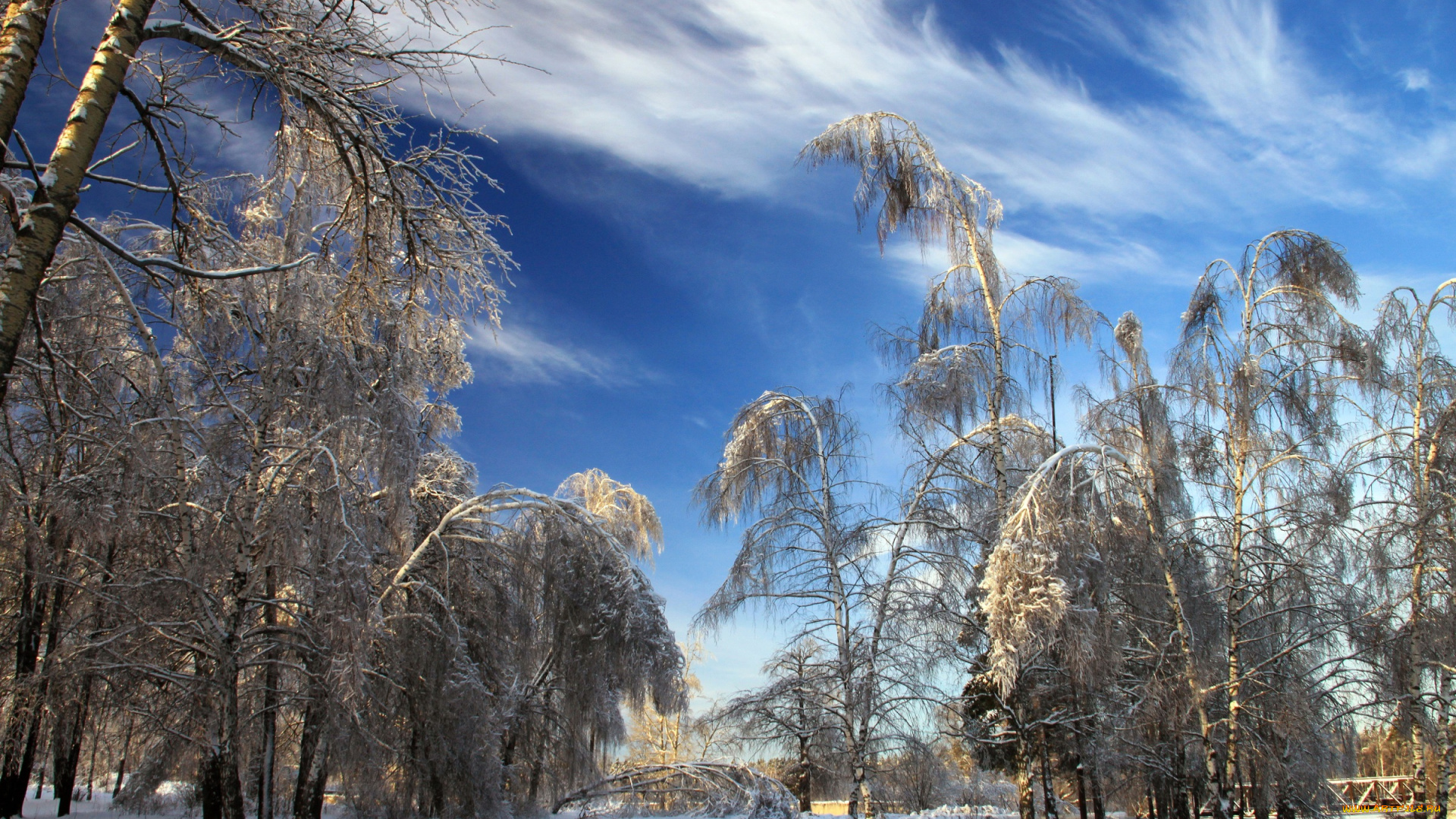 природа, зима, снег, деревья