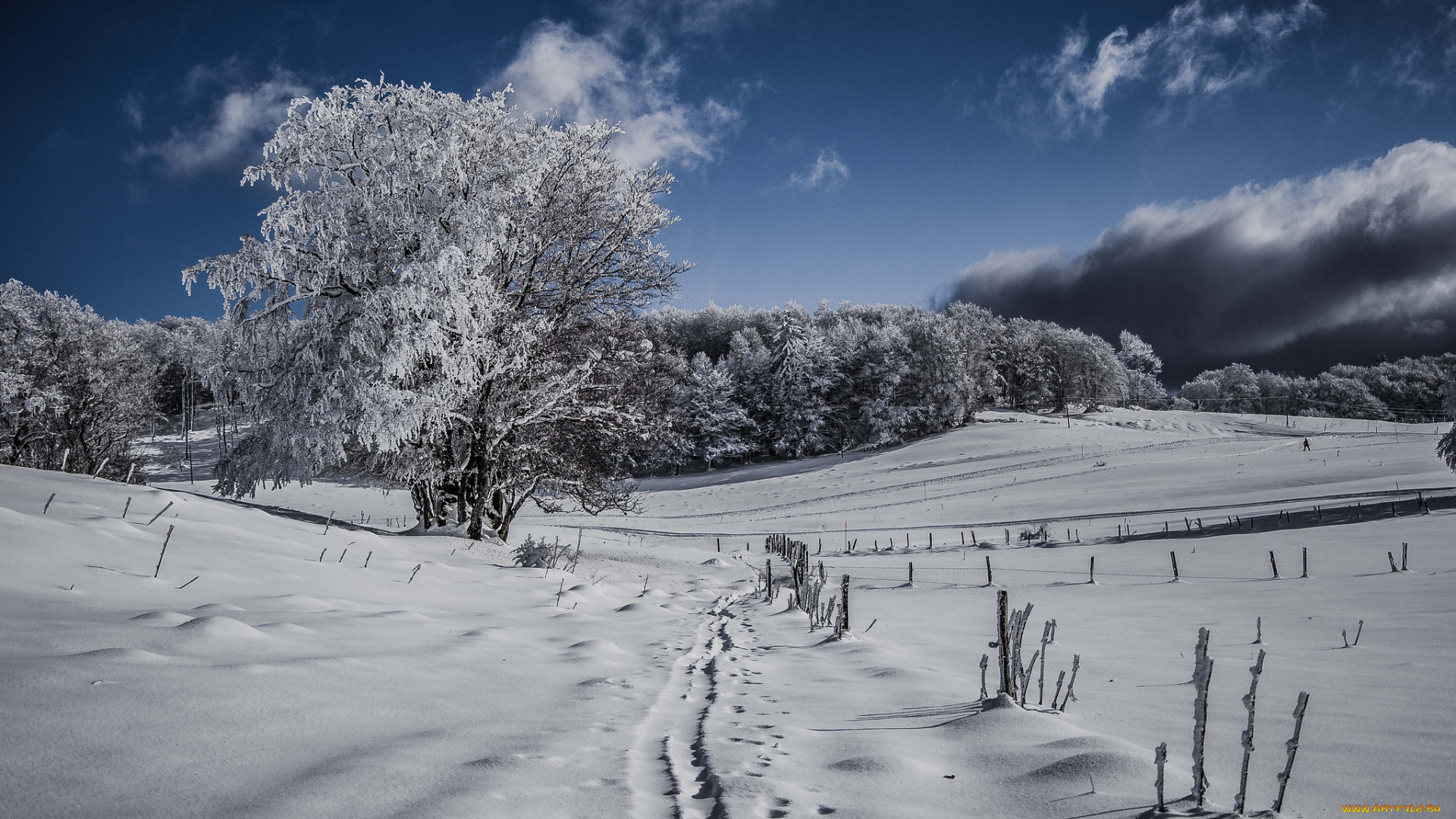природа, зима, снег, поле, лес