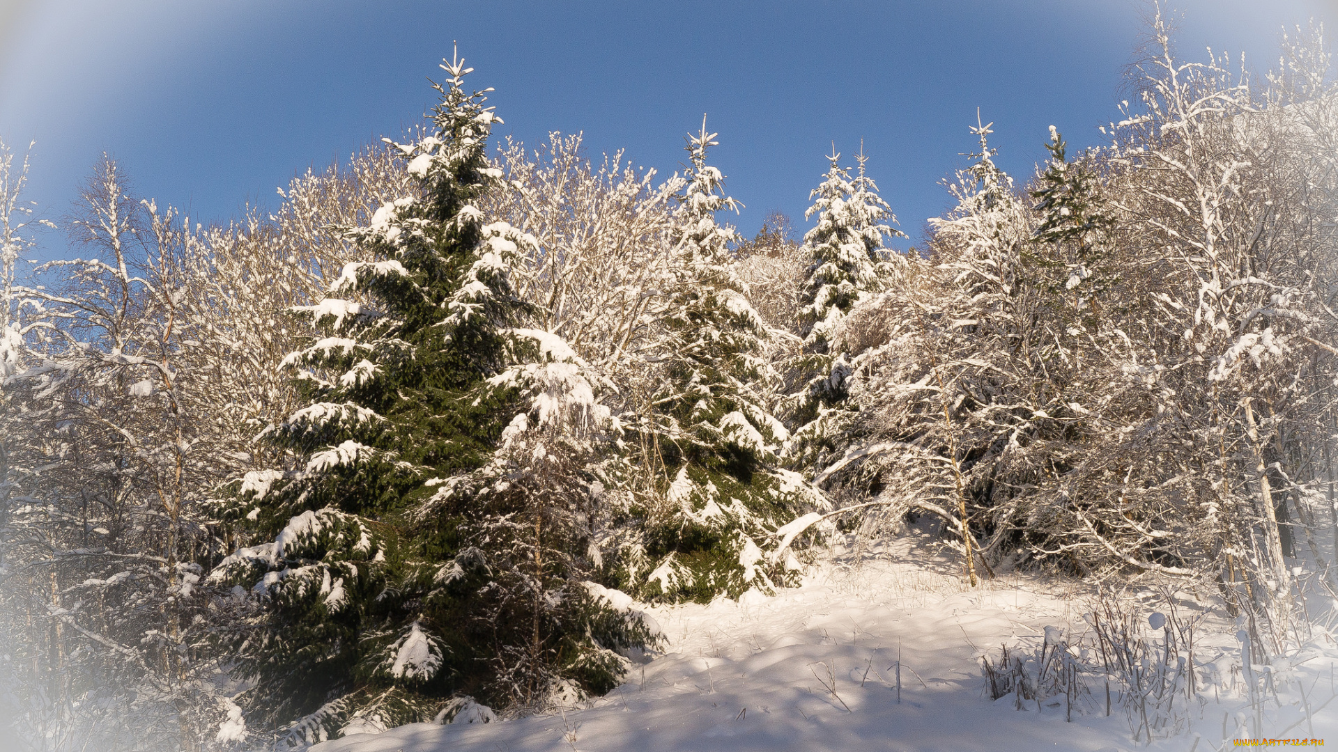 природа, зима, сугробы, снег, ели