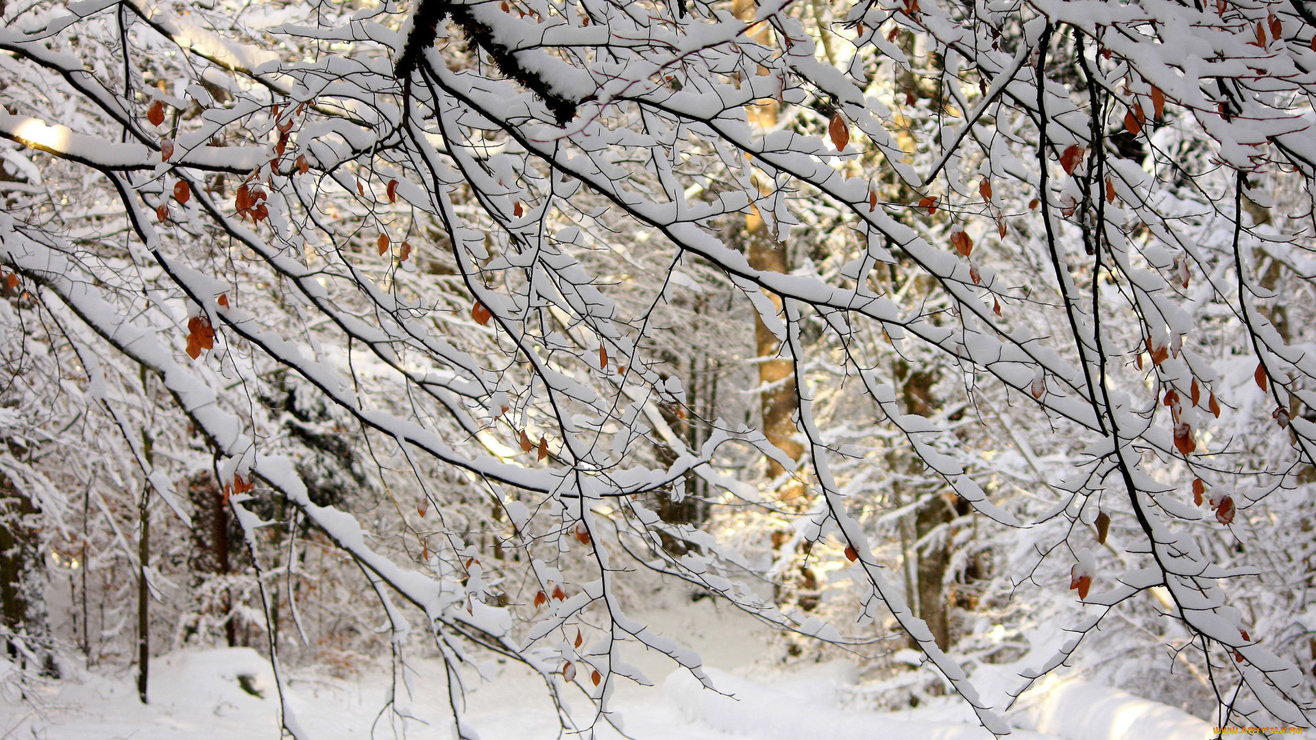 природа, зима, ветки, снег, лес