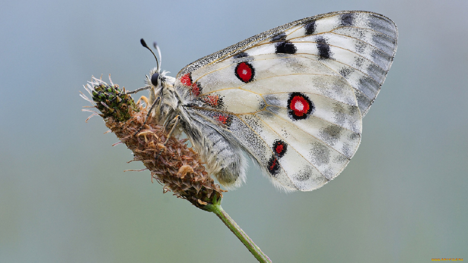животные, бабочки, , мотыльки, , моли, бабочка, травинка, насекомое, утро, фон, макро