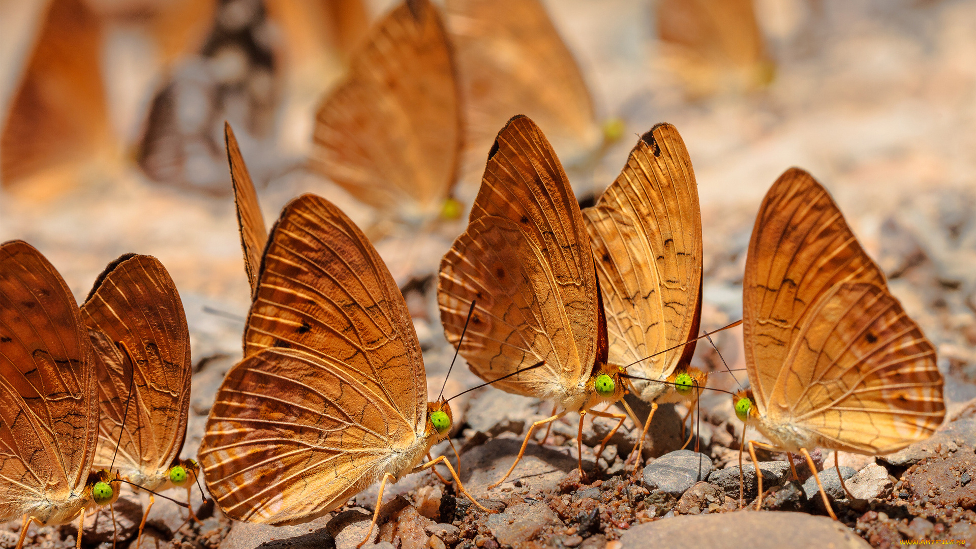 животные, бабочки, , мотыльки, , моли, земля, много, камушки, камни, насекомые
