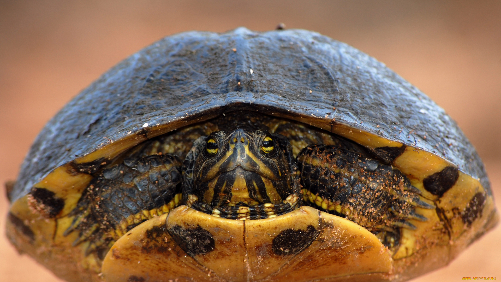 животные, Черепахи, черепаха, спряталась, фокус, панцирь