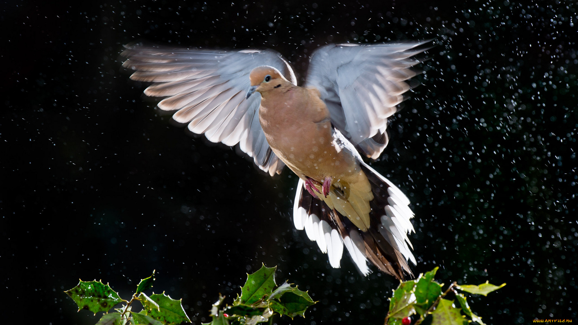 животные, голуби, листья, дождь, голубь