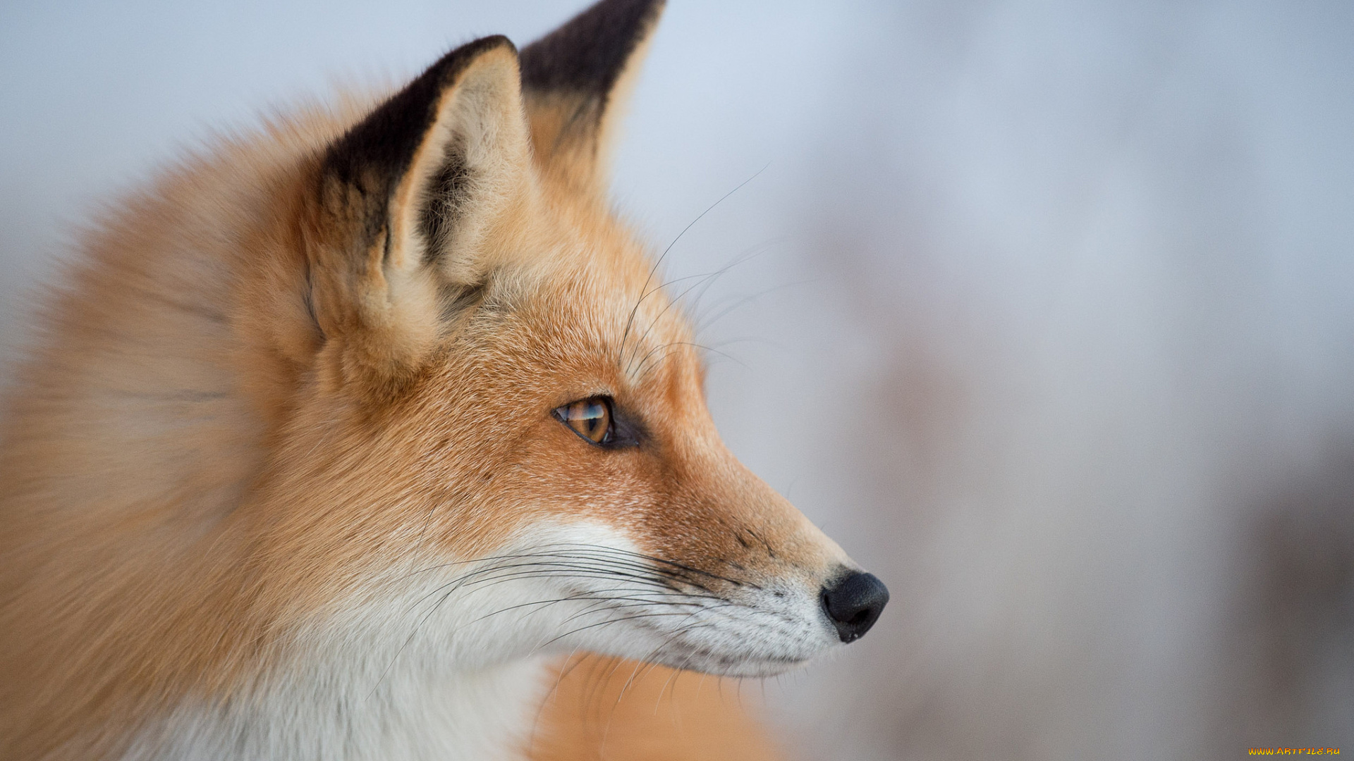 животные, лисы, профиль, портрет, лиса