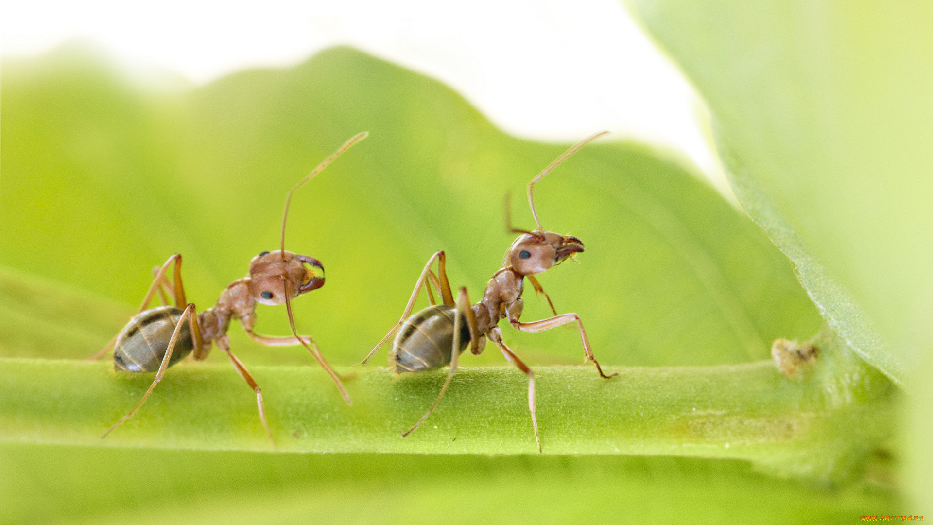 животные, насекомые, лист, муравьи, пара