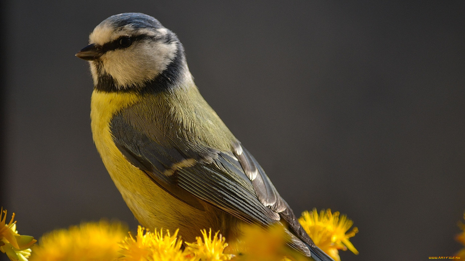 животные, синицы, , лазоревки, желтые, цветы, синица, птица