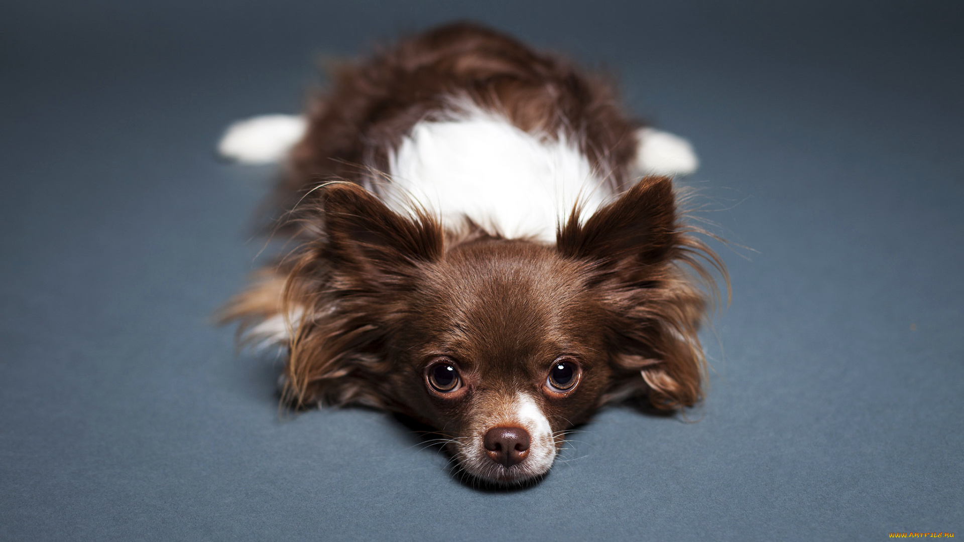 животные, собаки, фон, пол, собака, Чихуахуа, взгляд, лежит