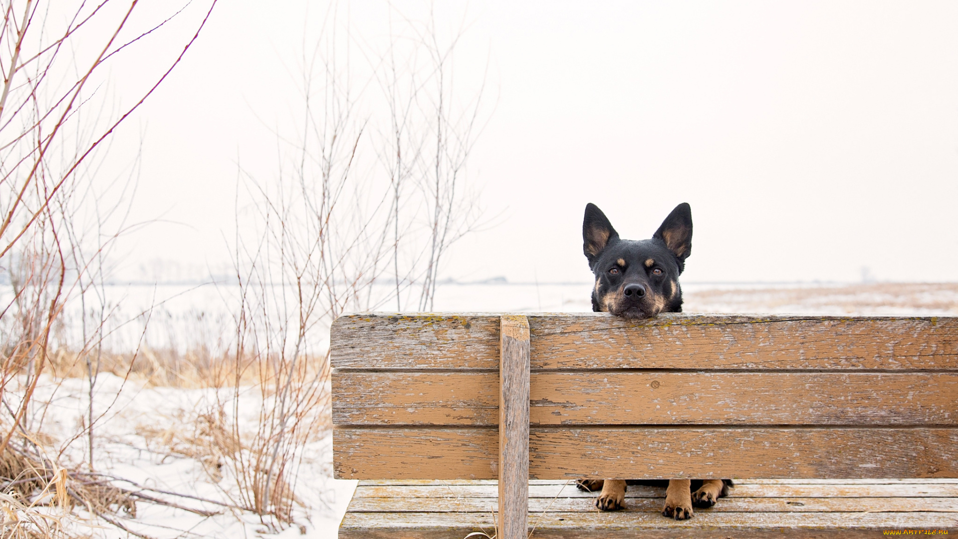 животные, собаки, уши, взгляд, пёс, скамья