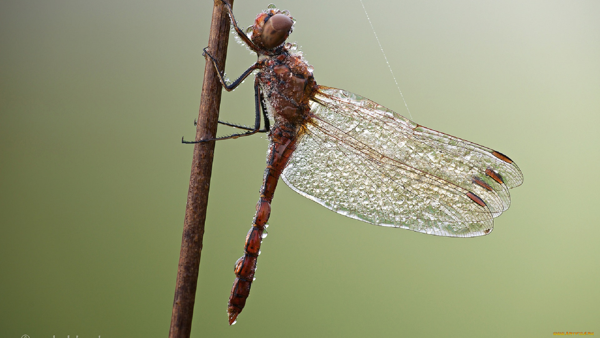 животные, стрекозы, роса, капли, стрекоза, травинка, насекомое, утро, макро, фон