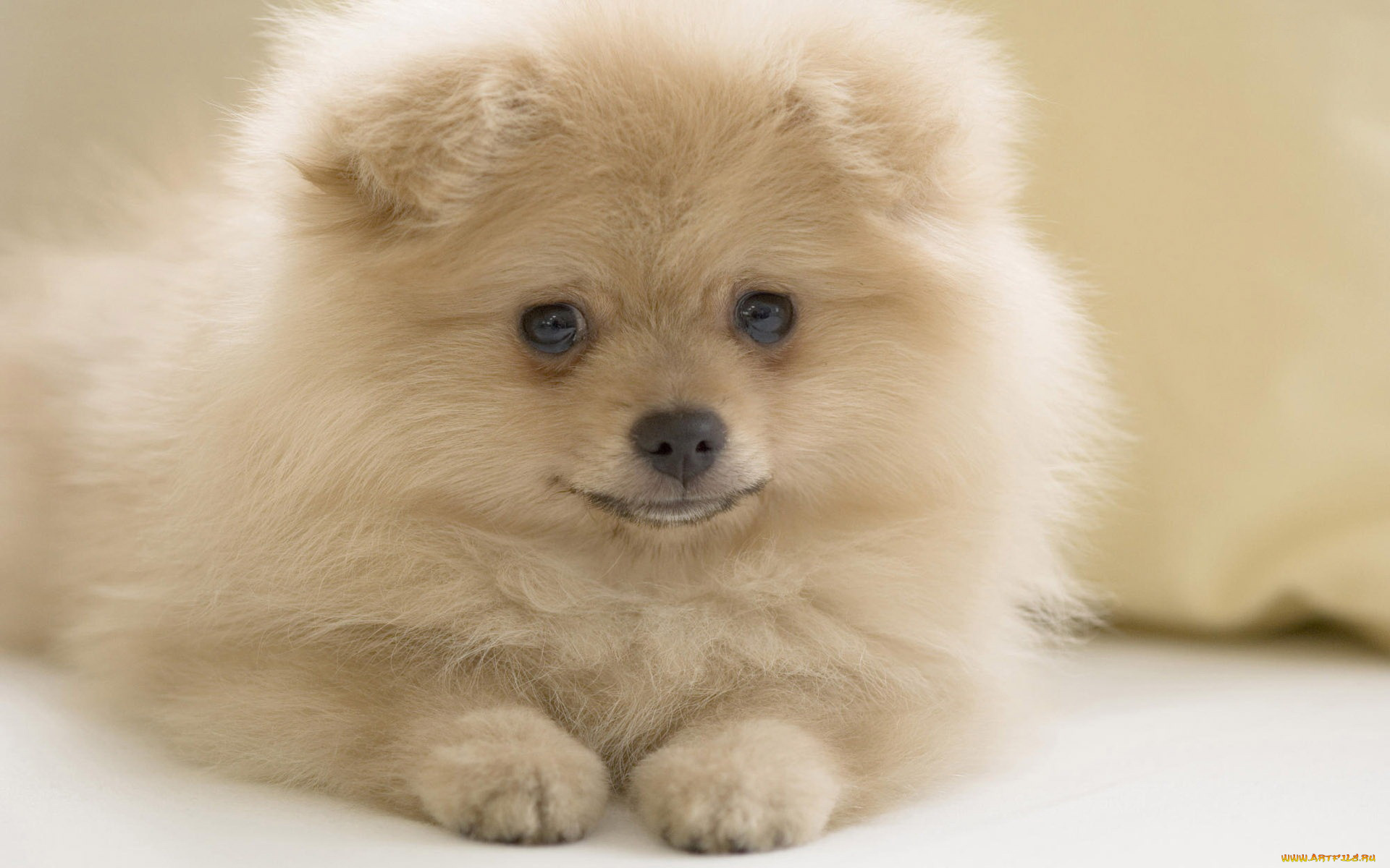 животные, собаки, собака, белый, взглеад