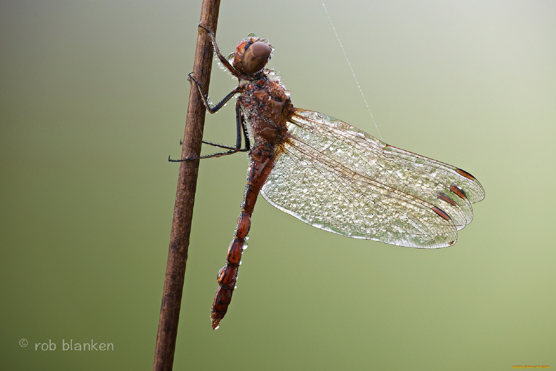 животные, стрекозы, роса, капли, стрекоза, травинка, насекомое, утро, макро, фон