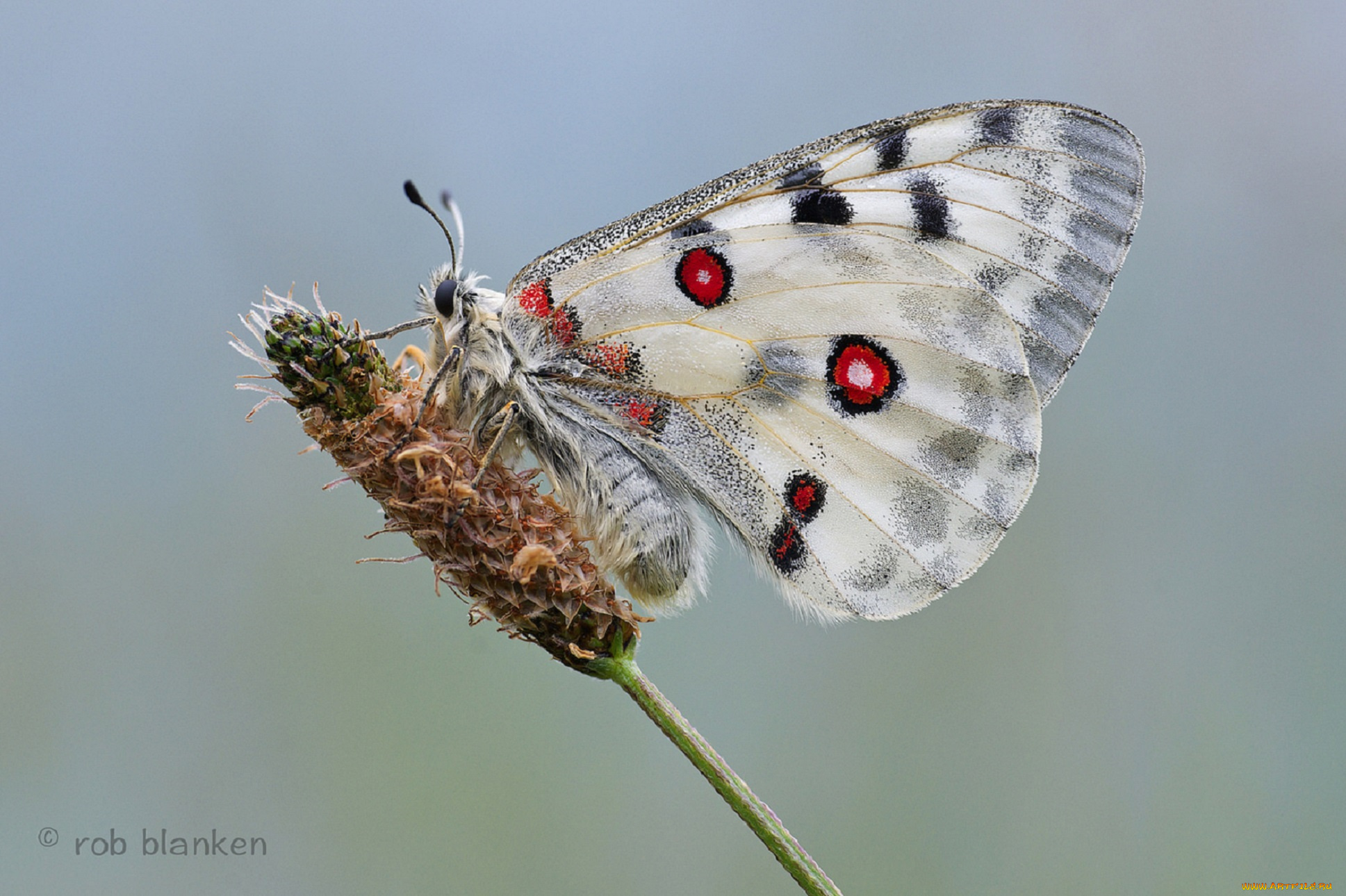 животные, бабочки, , мотыльки, , моли, бабочка, травинка, насекомое, утро, фон, макро