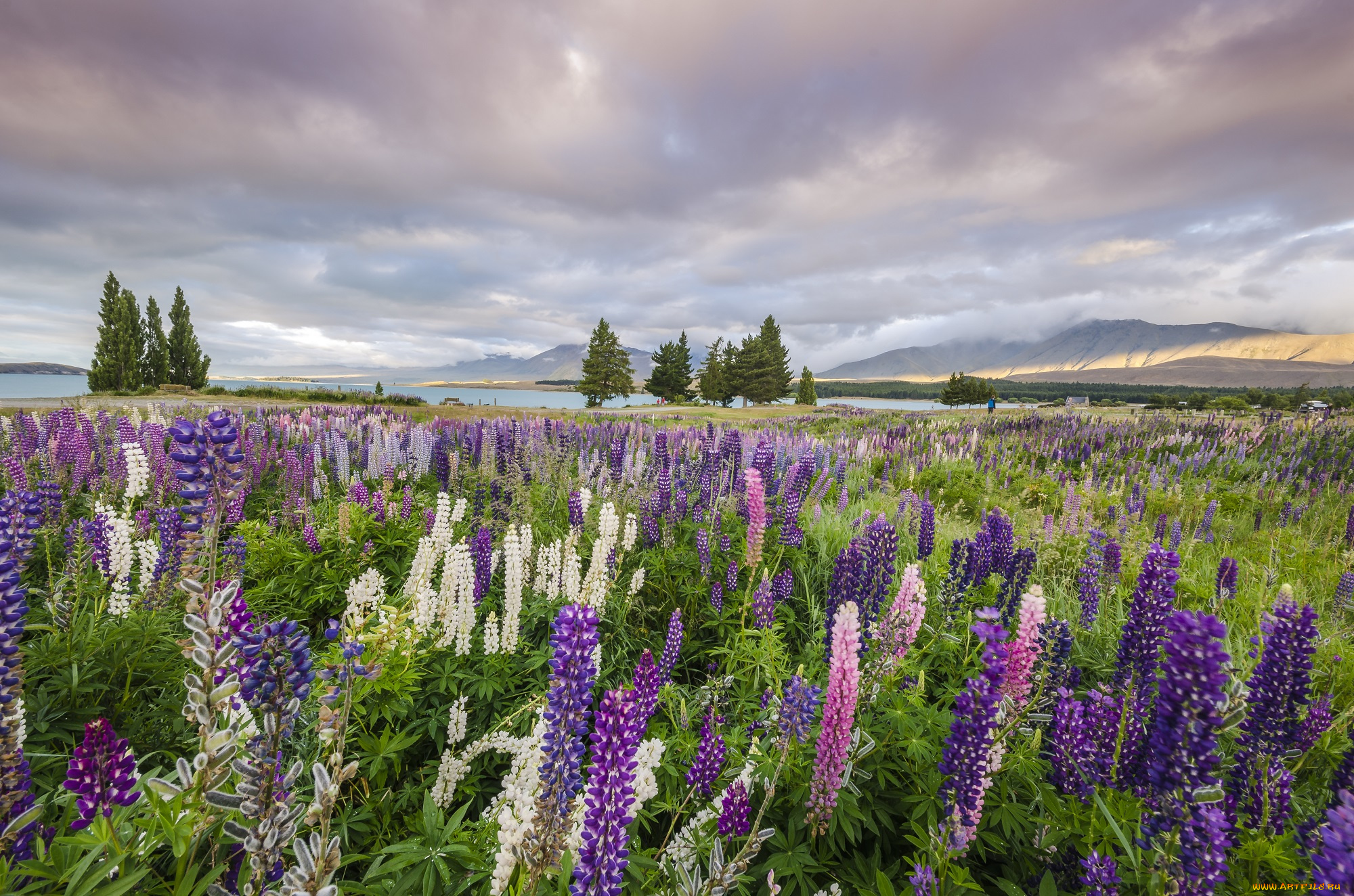 природа, луга, цветы, трава, луг