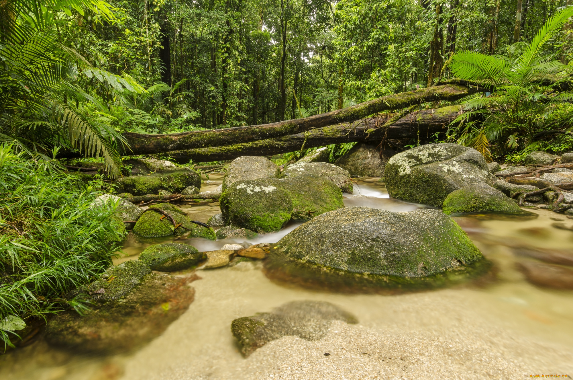 природа, реки, озера, лес, река