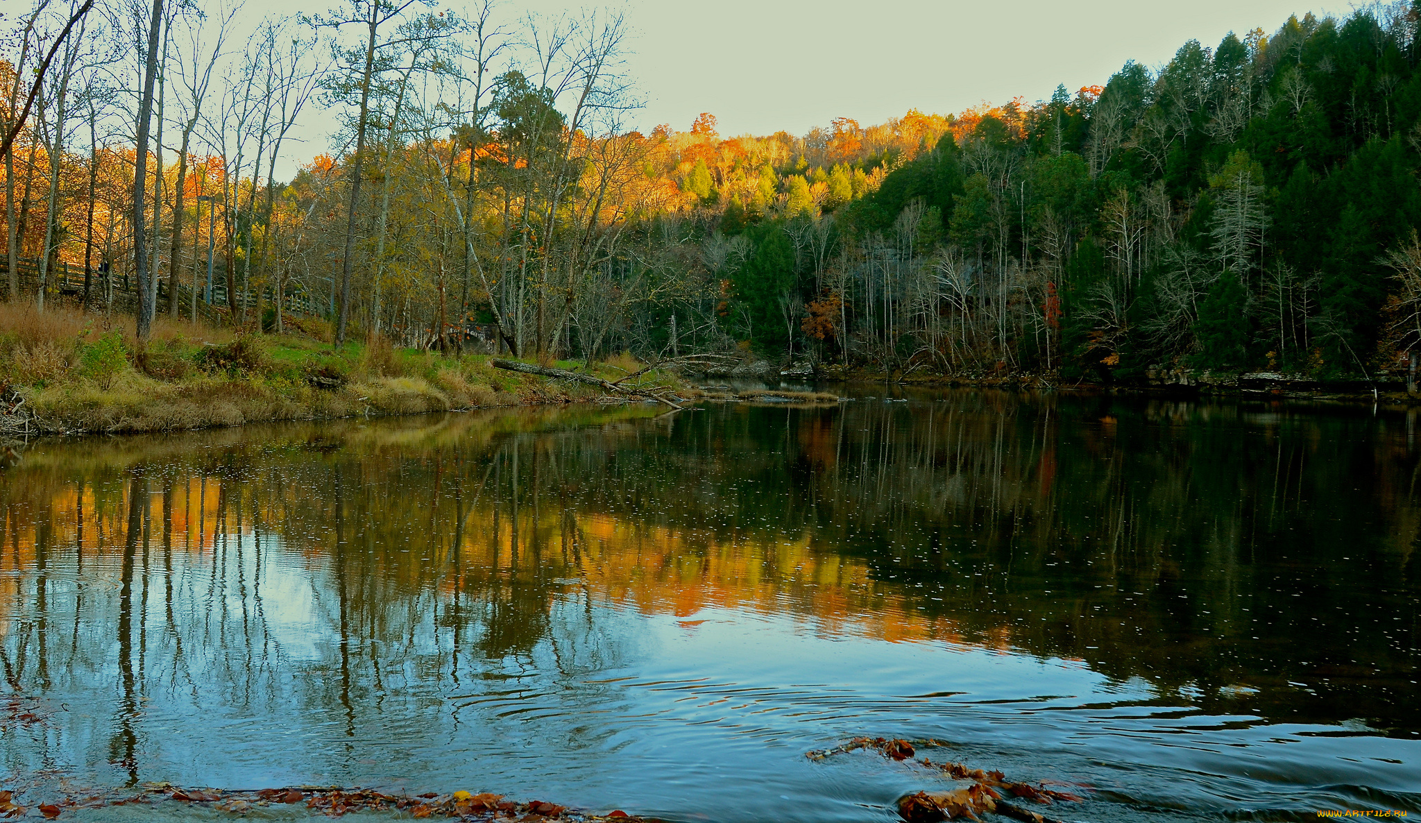 природа, реки, озера, лес, река