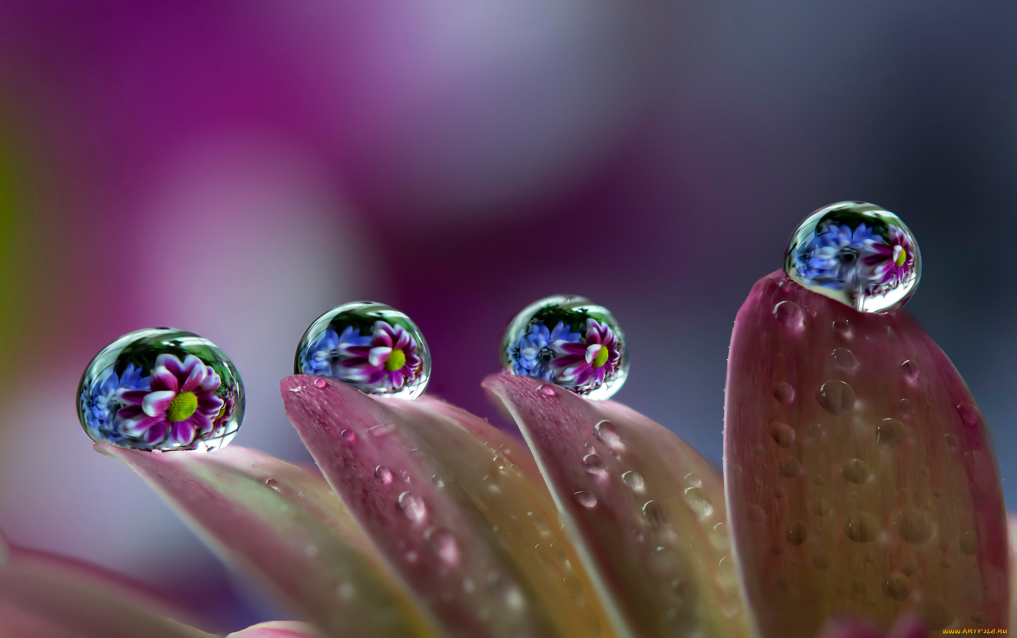 природа, макро, роса, отражение, вода, кпли, цветок, лепестки