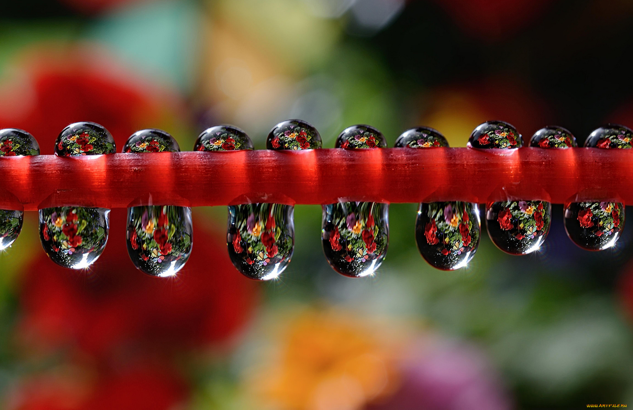 природа, макро, отражение, роса, вода, капли