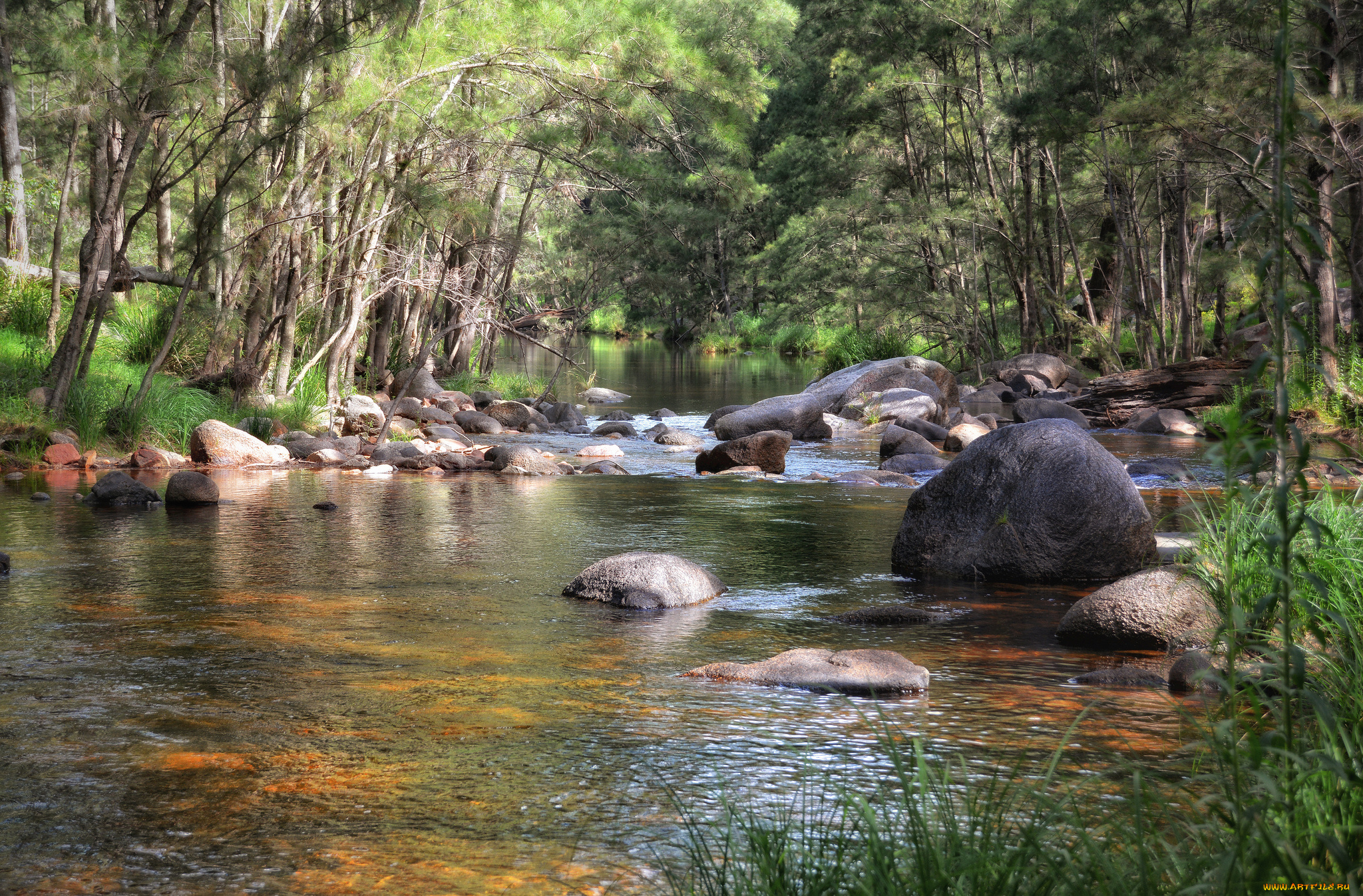 природа, реки, озера, река, лес