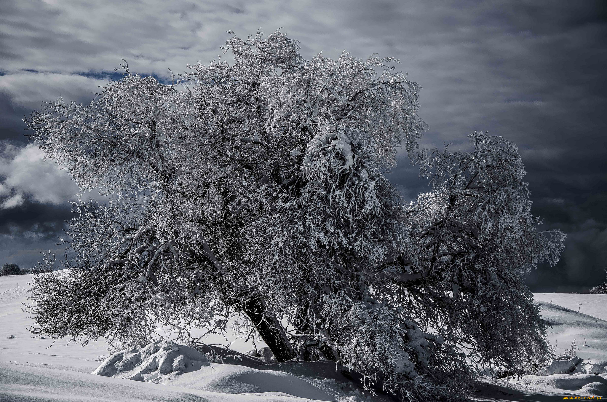 природа, зима, снег, дерево