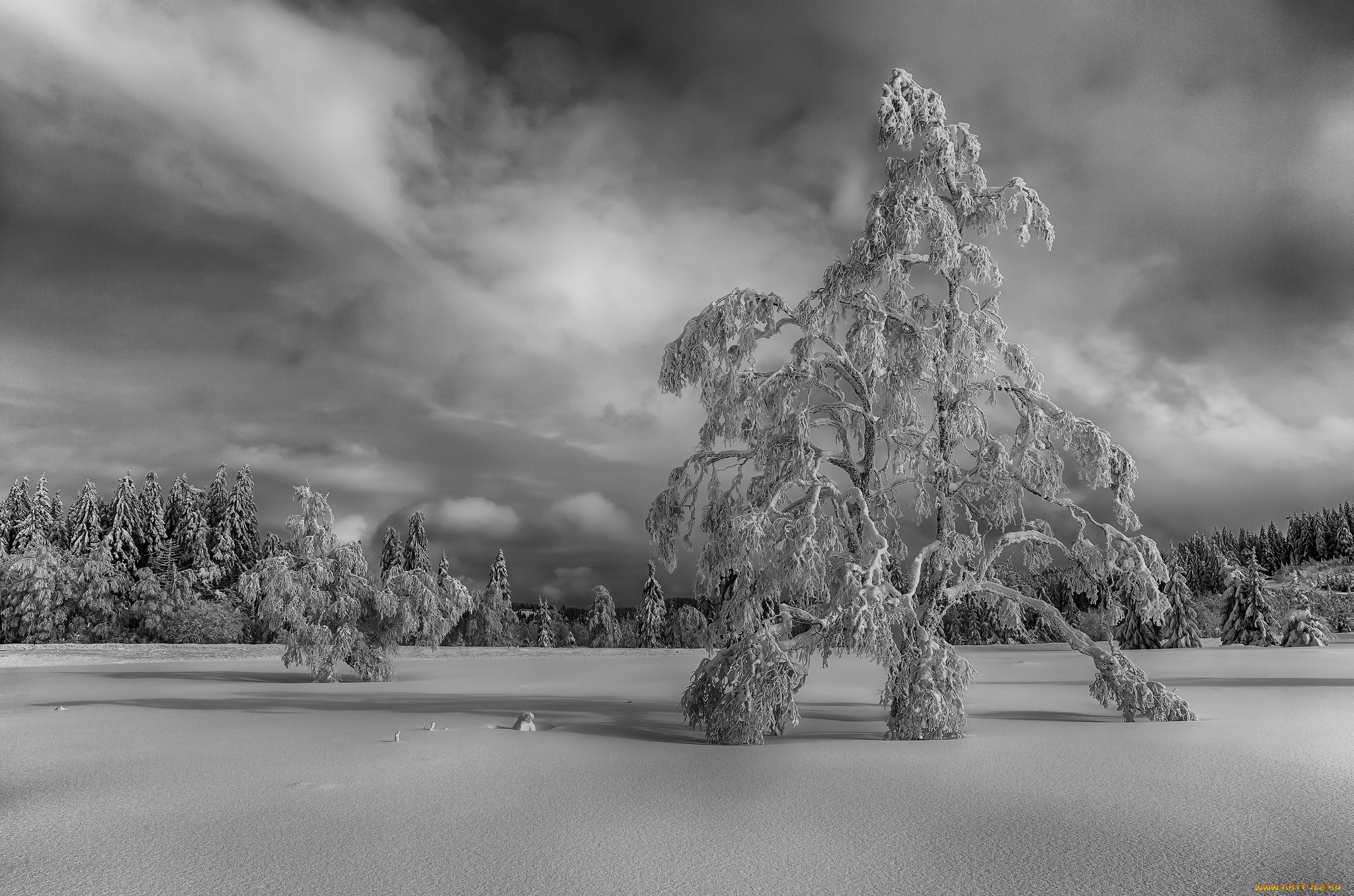 природа, зима, снег, поле, лес