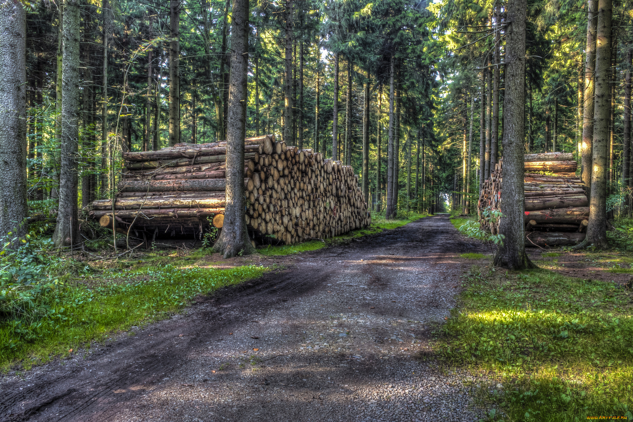 природа, дороги, лес, просека, бревна