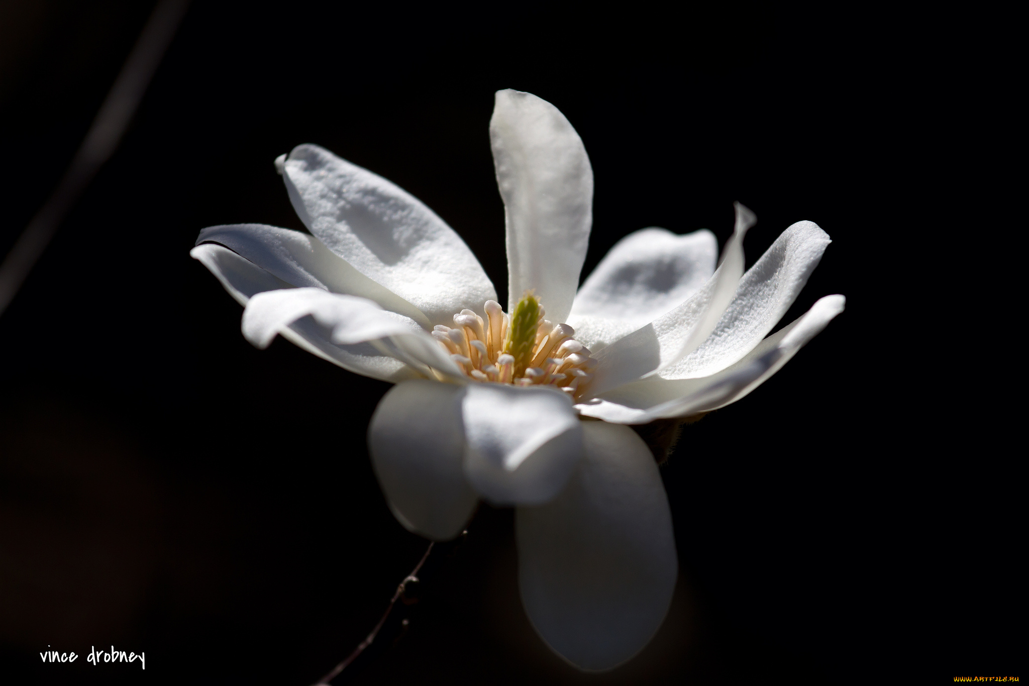 цветы, лепестки, цветок, чёрный, фон, белый