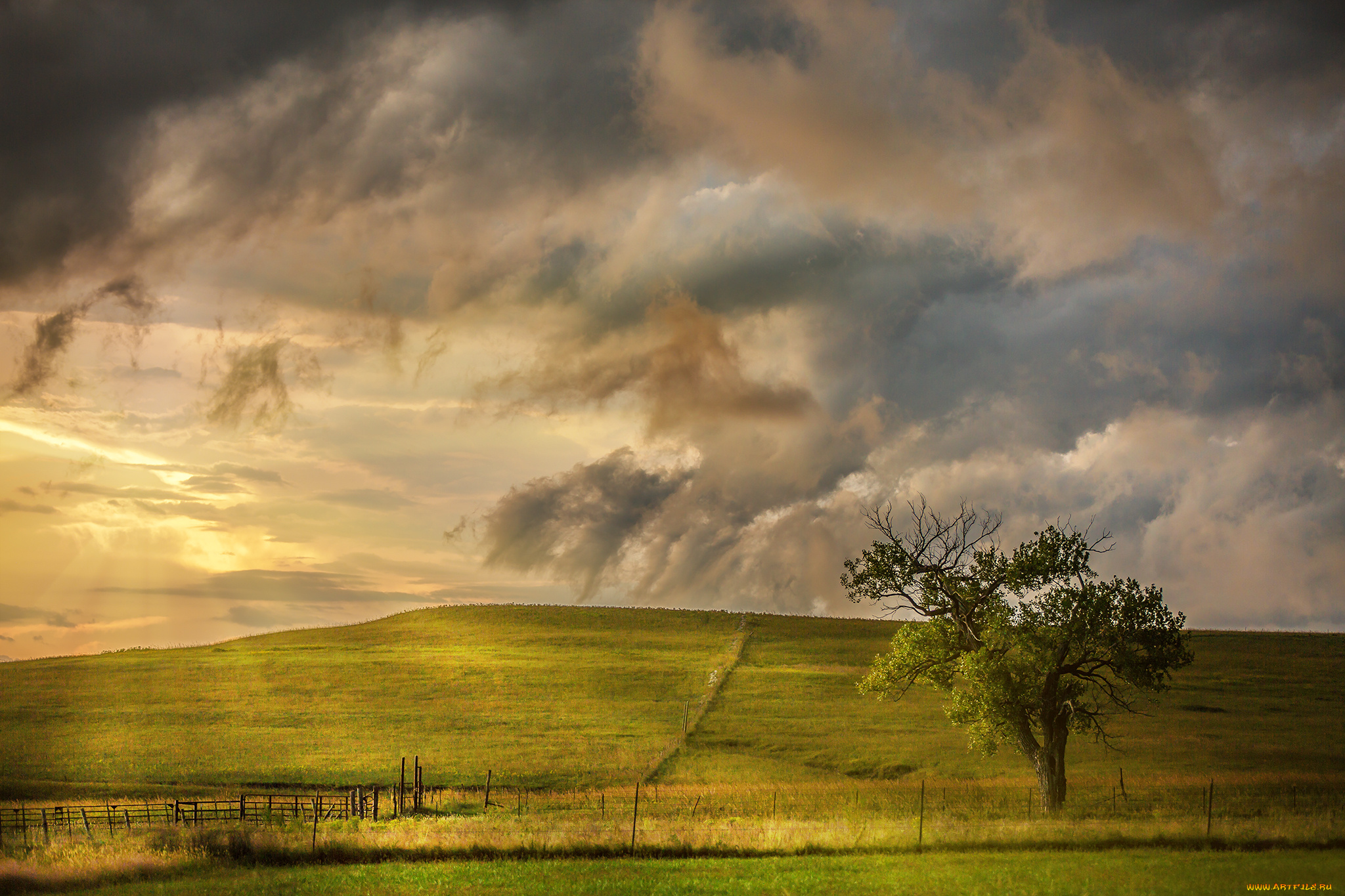 природа, деревья, поле, дерево, небо