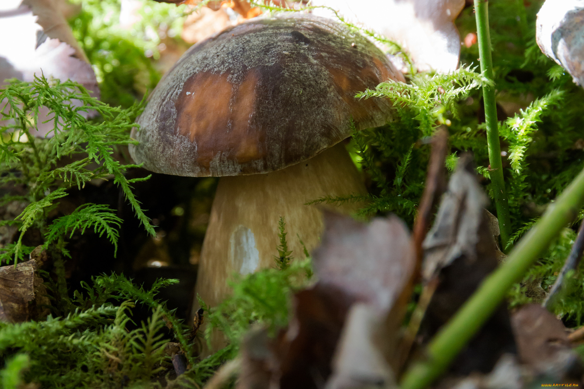 природа, грибы, боровик