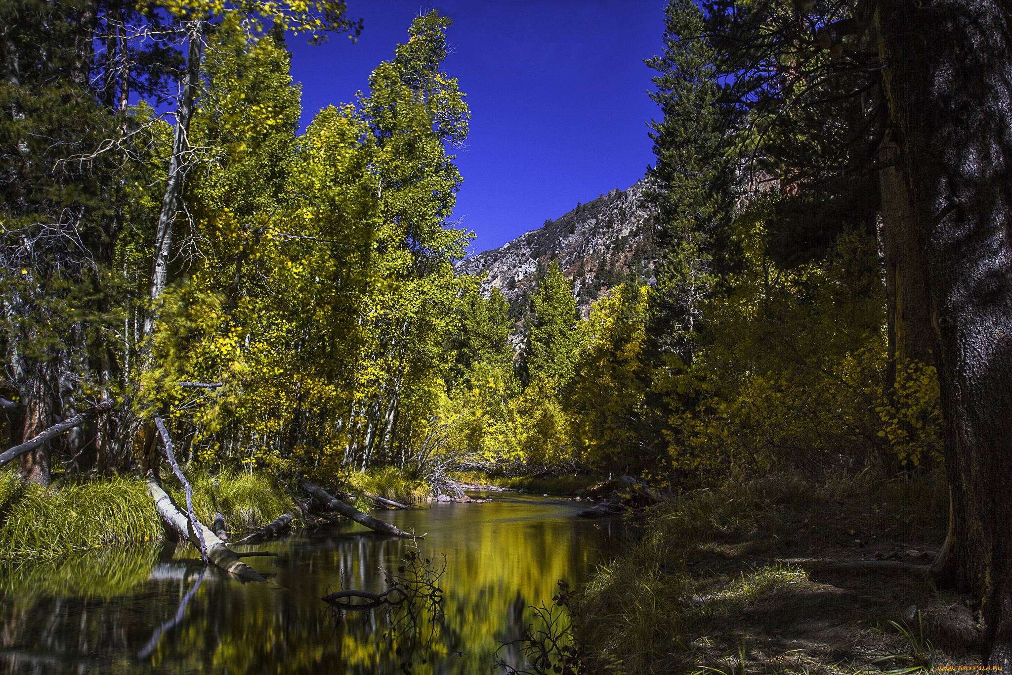 природа, реки, озера, река, лес