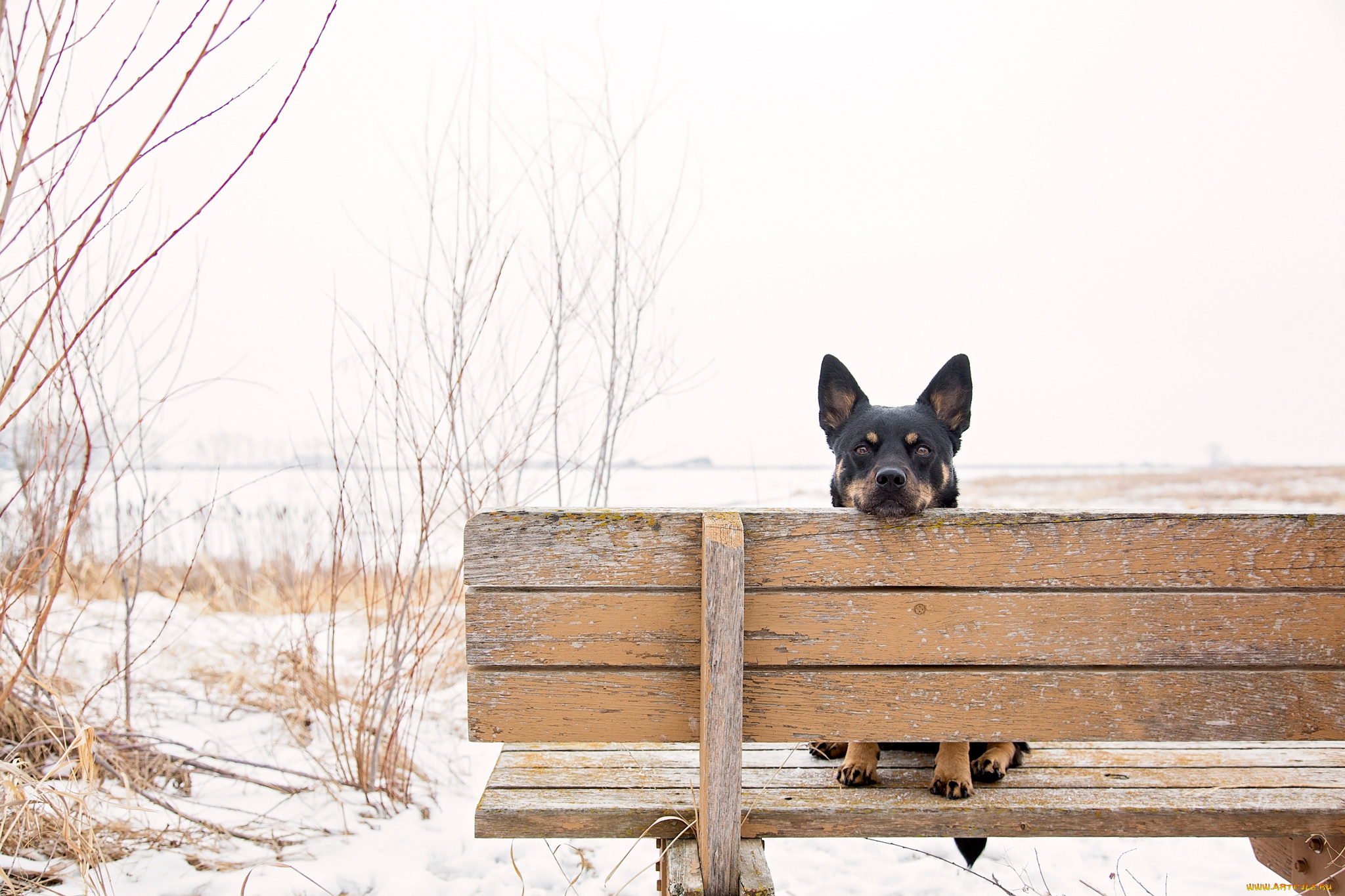 животные, собаки, уши, взгляд, пёс, скамья