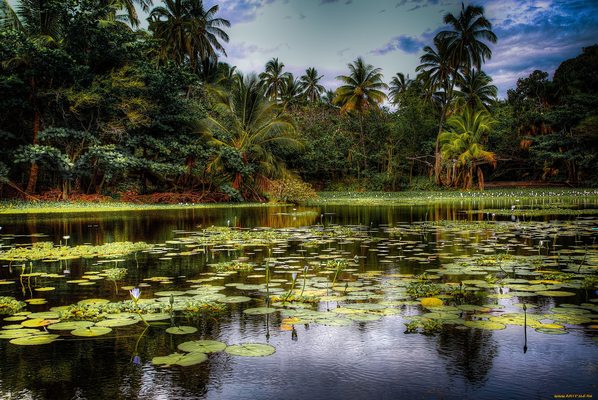 природа, тропики, лес, река, трава, заросли