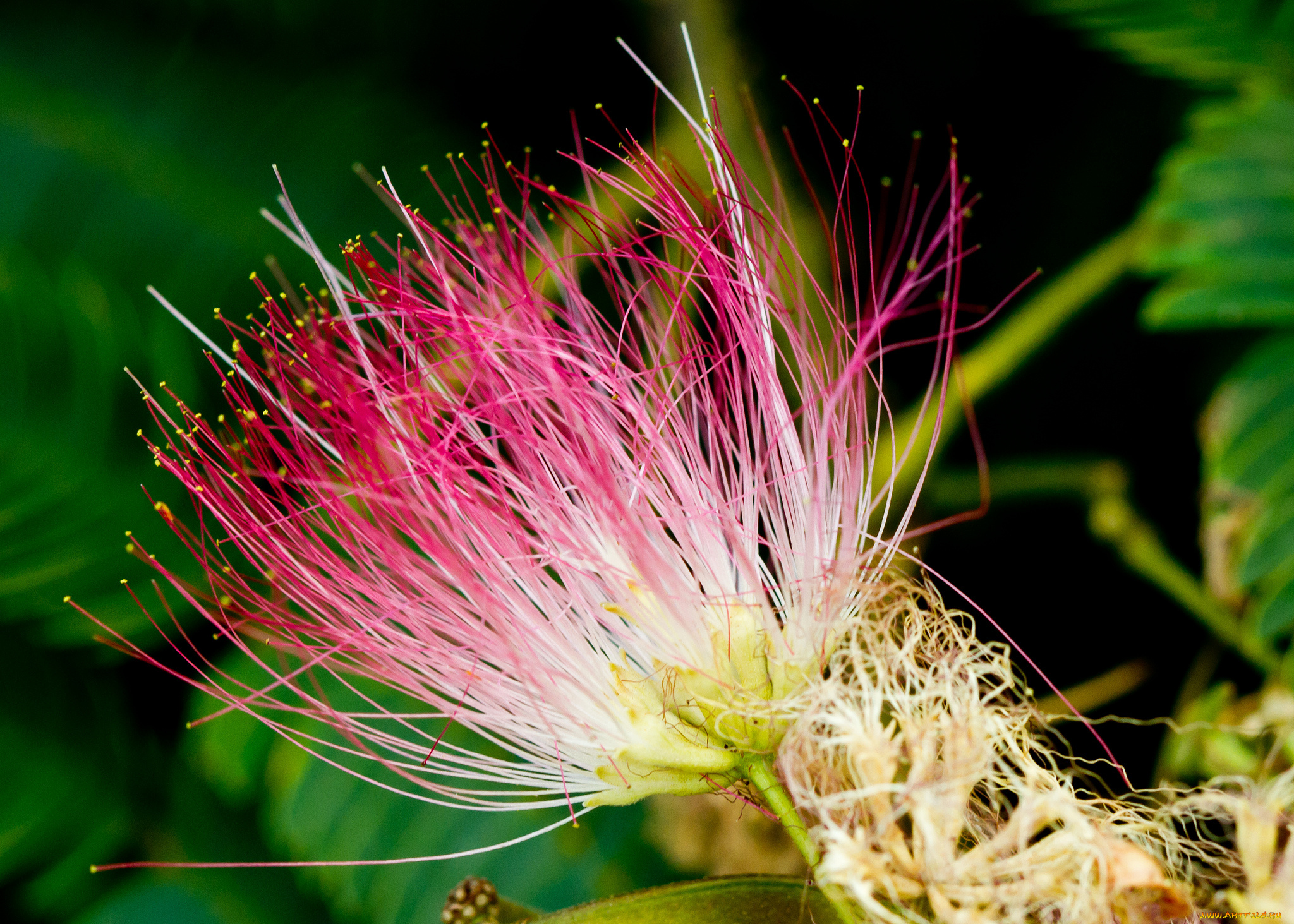 цветы, акация, розовый, цветок