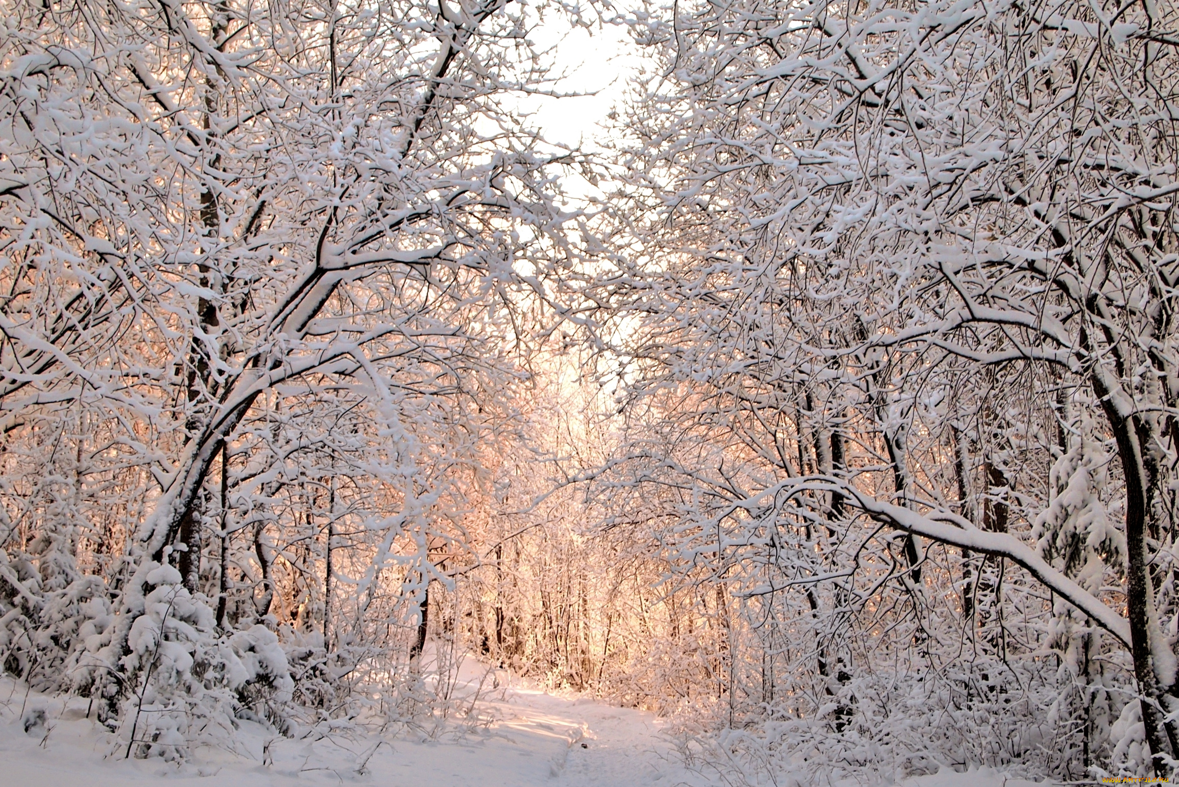 природа, зима, деревья, снег