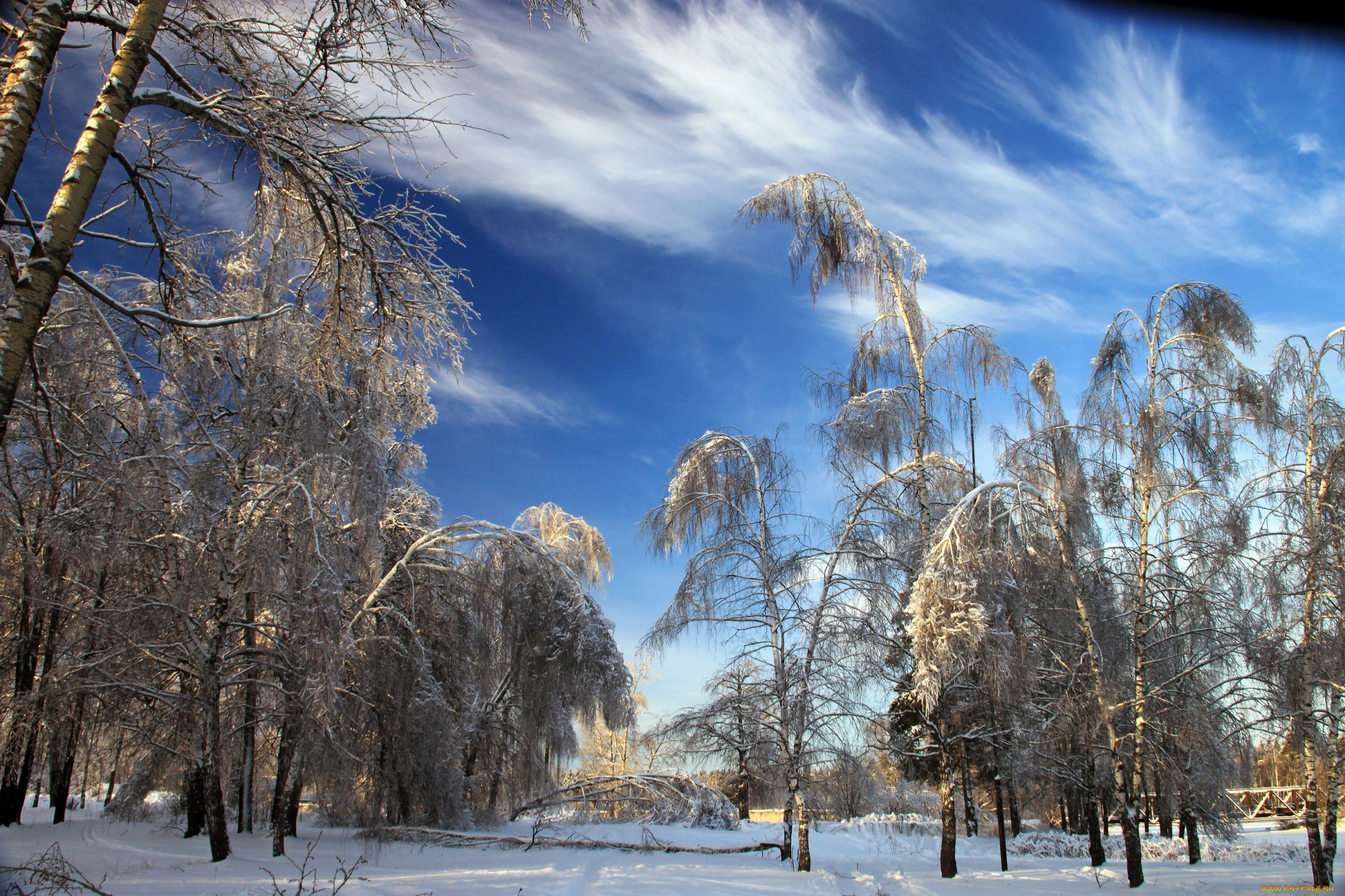 природа, зима, снег, деревья
