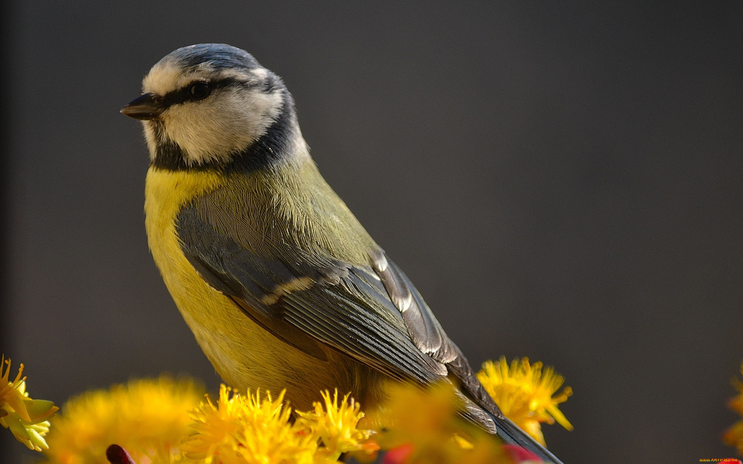 животные, синицы, , лазоревки, желтые, цветы, синица, птица