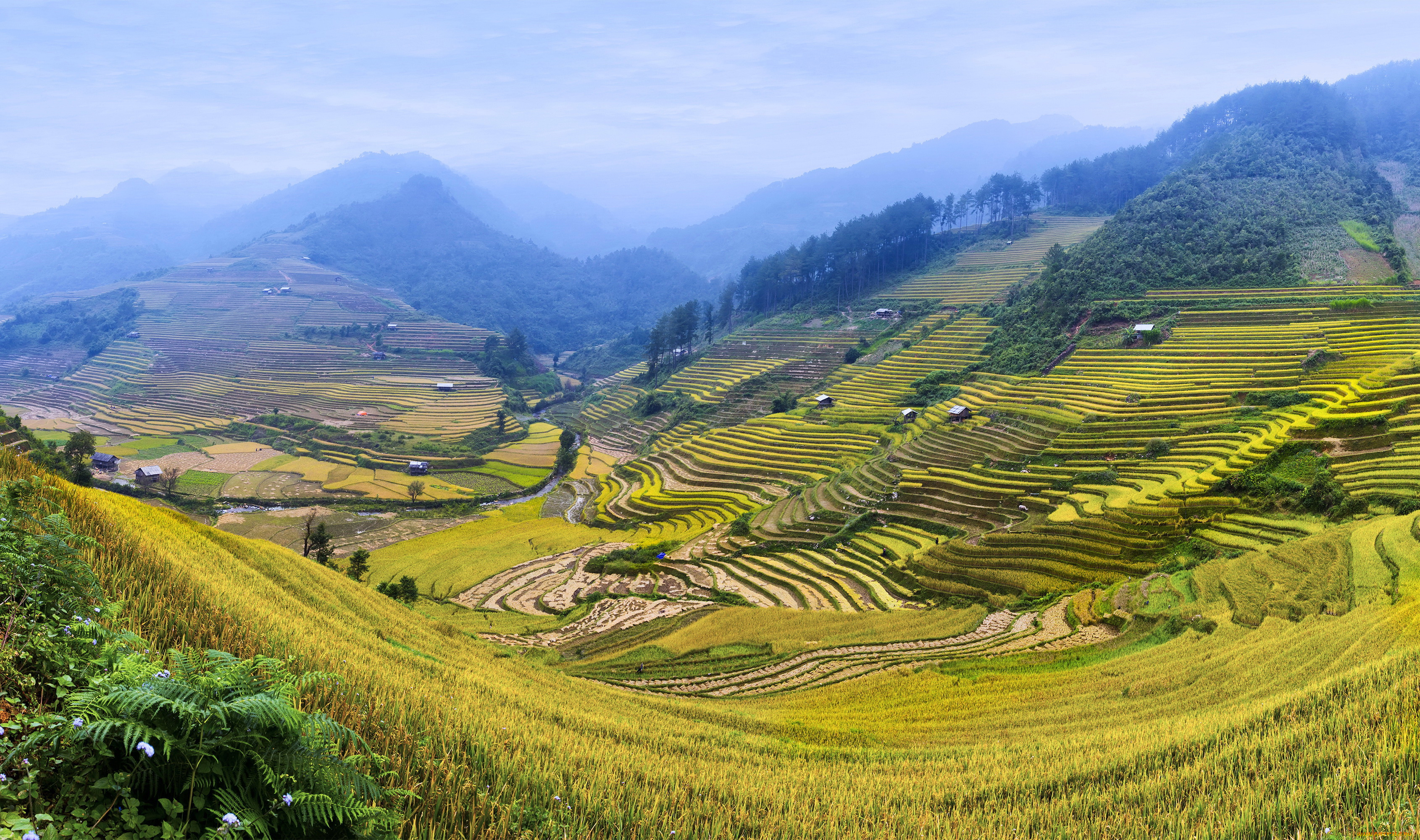 природа, поля, кусты, пейзаж