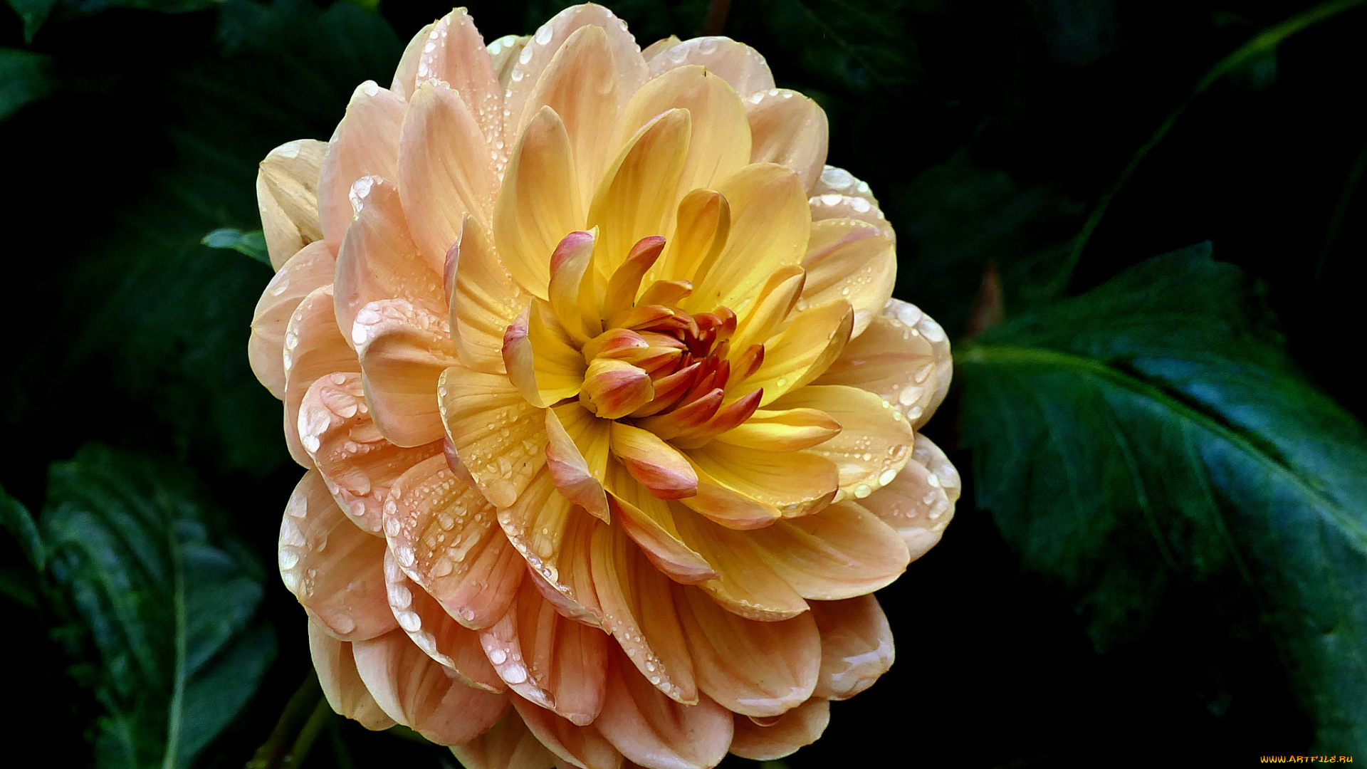 цветы, георгины, лепестки, бутон