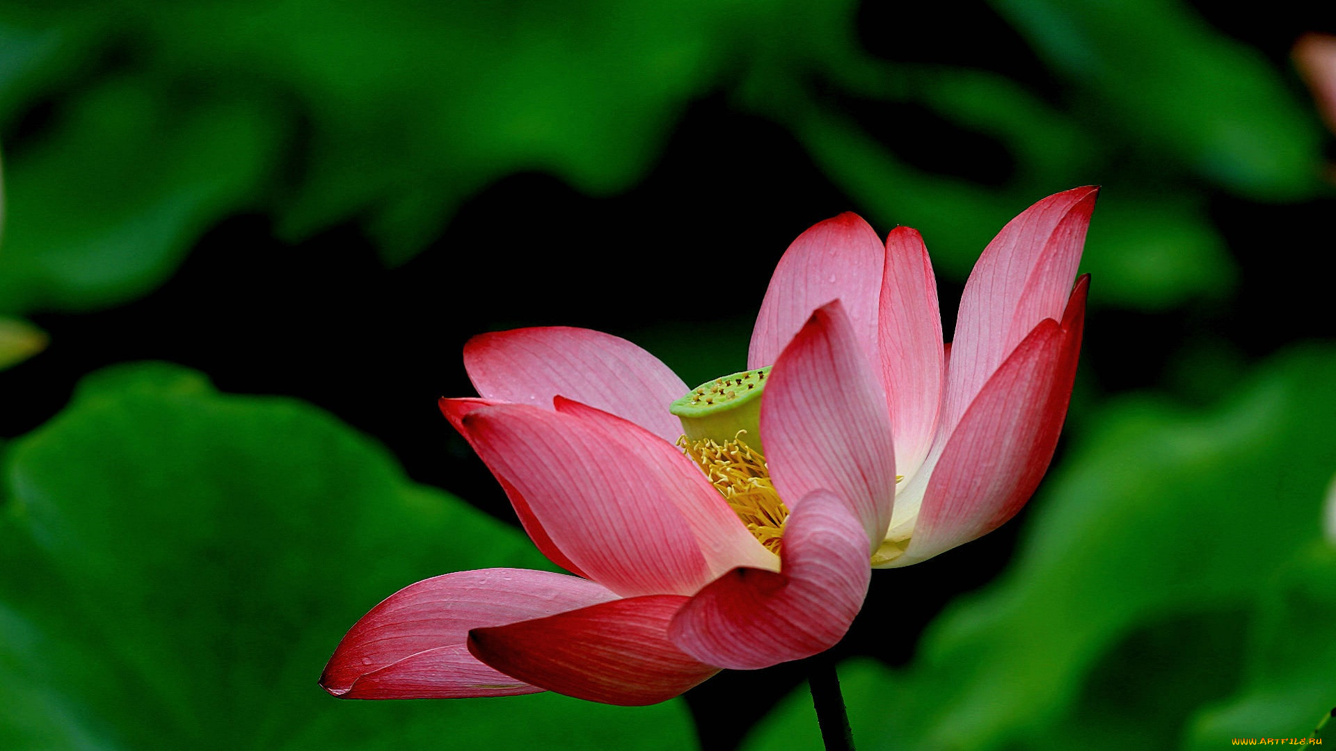 цветы, лотосы, бутон, фон, лепестки