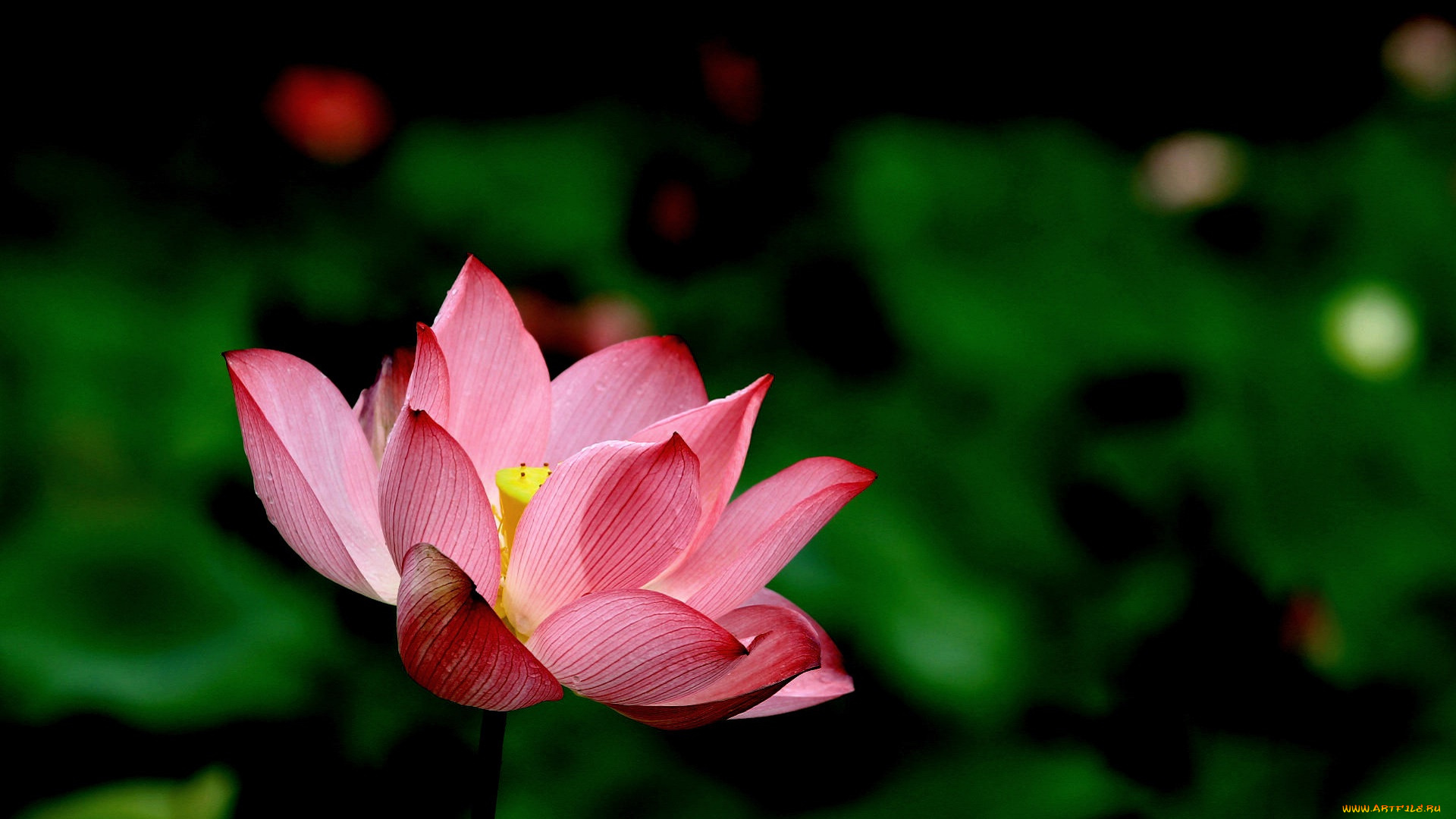 цветы, лотосы, фон, лепестки, бутон