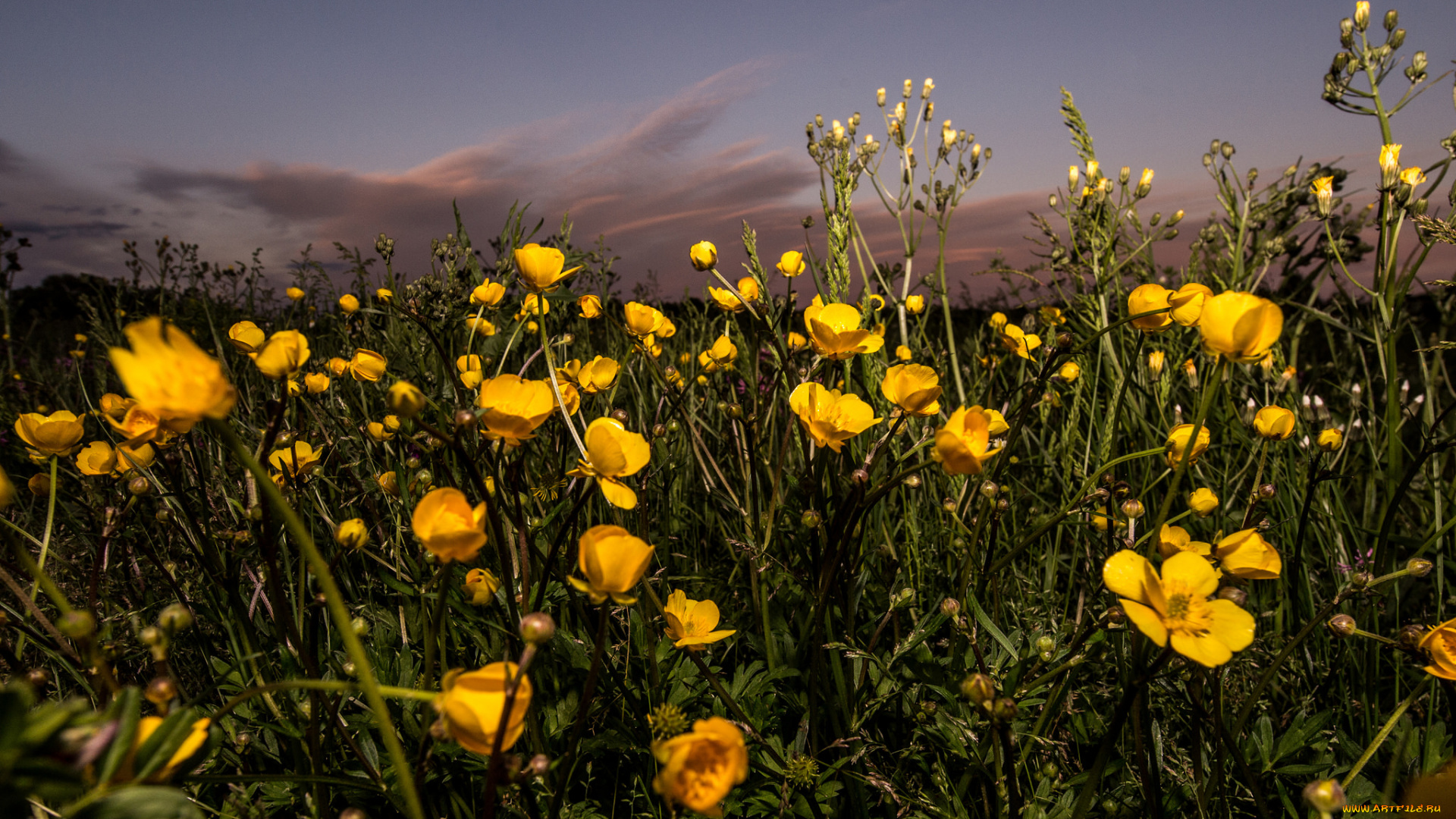 цветы, луговые, , полевые, , цветы, луг