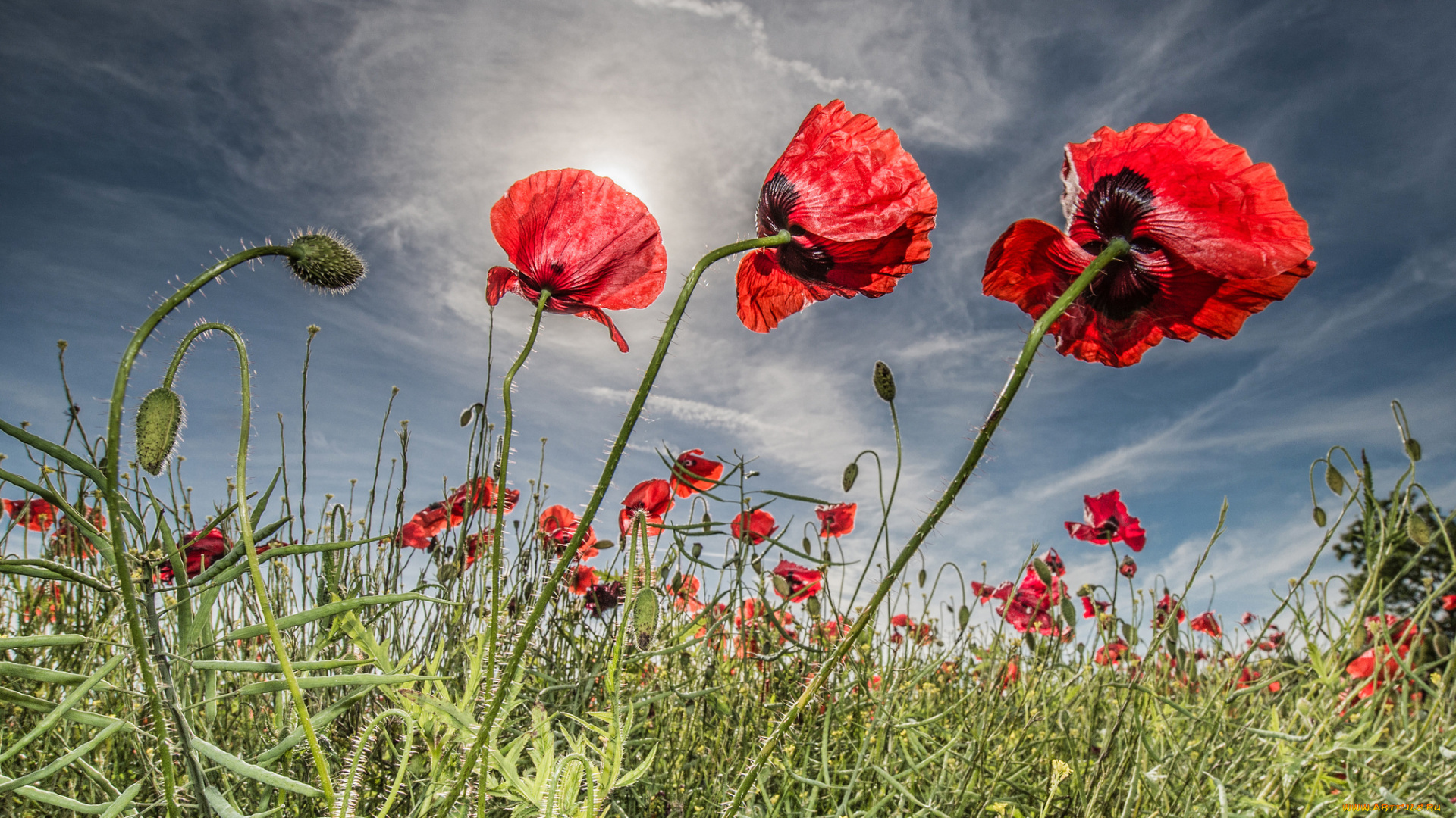 цветы, маки, луг