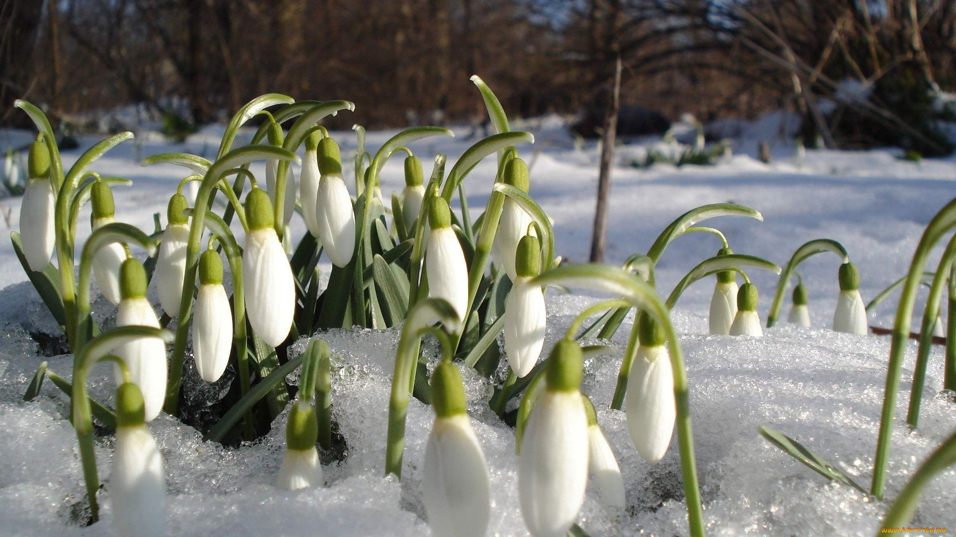 цветы, подснежники, , белоцветники, , пролески, снег